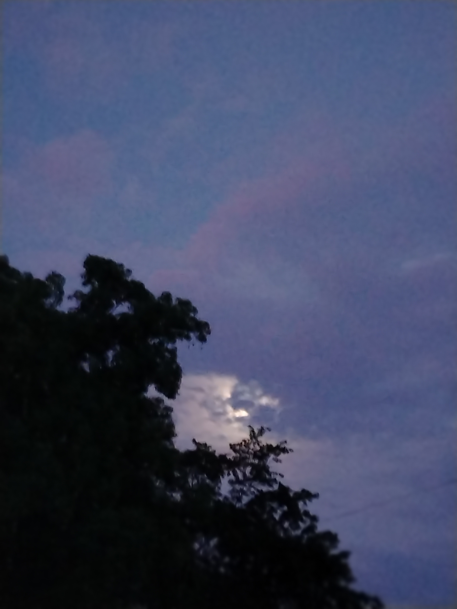 The image shows a nighttime view in Tinaquillo, Venezuela. A dark tree occupies the lower left corner, obscuring part of the sky. The sky is a blend of blue and purple hues with scattered pinkish clouds. A bright light source, potentially the moon, shines through a gap in the tree branches.