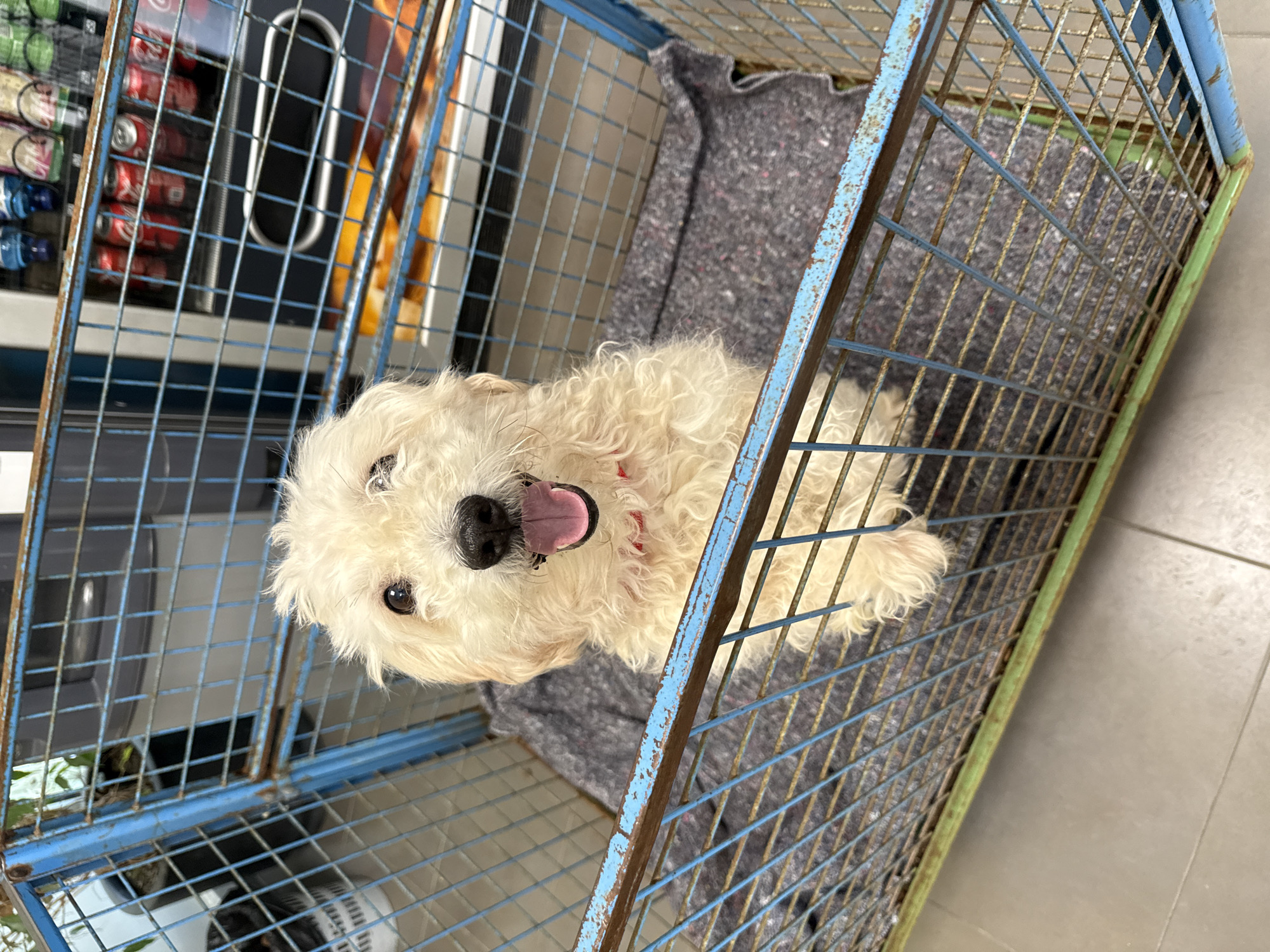 An eye-level, slightly angled shot captures a small, fluffy, cream-colored dog sitting inside a blue metal wire cage. The dog, likely a Maltese or Bichon-type breed, is looking directly at the camera with its mouth open and tongue slightly out, conveying a happy and curious expression. Its dark eyes are bright and engaged. A grey, somewhat worn blanket is laid out on the floor of the cage, where the dog is resting.
The cage itself is made of blue metal wire, showing noticeable signs of wear, including chipped paint and rust, particularly on the vertical bars. Some sections of the cage's frame, especially on the right side, are painted green, also displaying rust and wear.
In the background, visible through the cage wires, is a vending machine stocked with various beverages. Red cans, identifiable as Coca-Cola, are visible, along with bottles of water and other packaged items. The vending machine has a dark frame and a lighter central panel. The floor surrounding the cage is made of light grey tiles. The scene suggests an indoor public or commercial space, possibly in Barcelona, Spain, given the provided context. The lighting is bright and even, indicative of daytime.