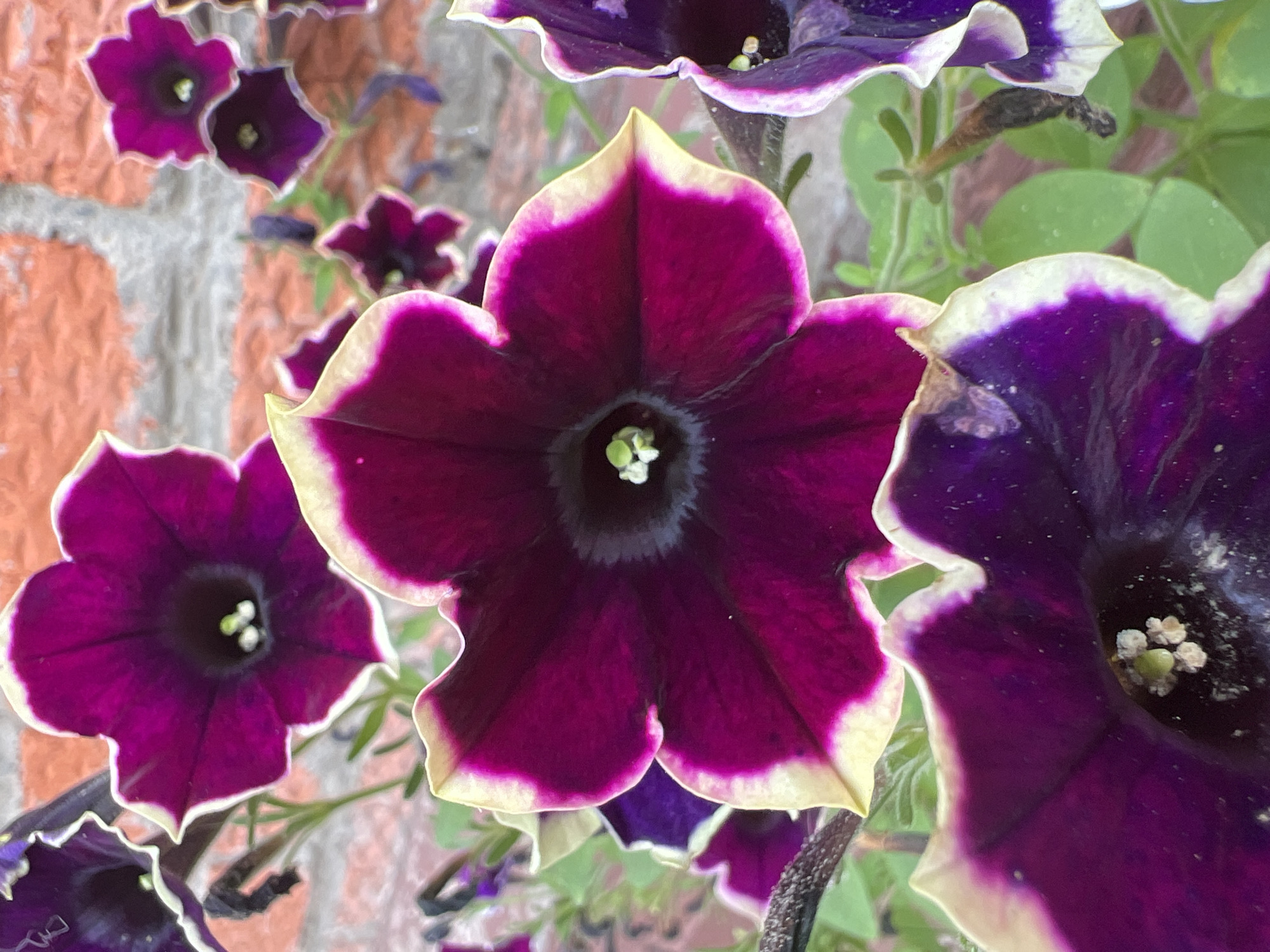 A close-up, low-angle shot showcases a cluster of deep magenta petunias with creamy white ruffled edges. The central flower, prominently featured, exhibits its velvety petals and a dark center with three small, pale green stamen. Behind it, a brick wall with a mottled orange and grey texture serves as a backdrop. Several other petunia blossoms, some in focus and others slightly blurred, are visible throughout the frame, contributing to a sense of abundance. The lighting appears to be natural, casting soft shadows and highlighting the rich colors of the flowers.
