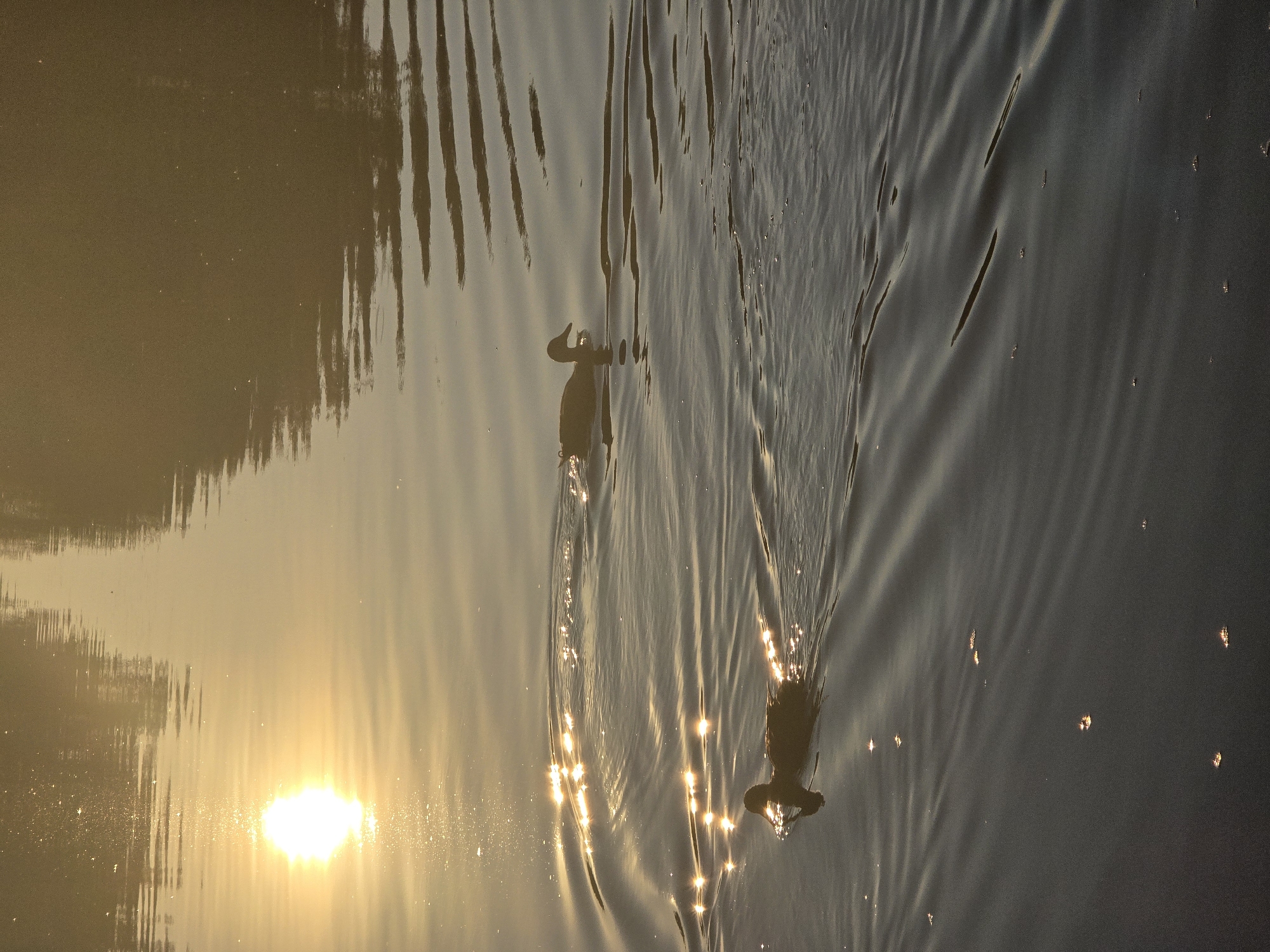 The image shows a body of water, likely a river or lake, with two ducks swimming. The sun is setting or rising, casting a warm glow and reflecting brightly on the rippling surface of the water. The overall scene is serene and natural, with the ducks creating small wakes as they move. The location of Sofiivska Borshchahivka, Ukraine, is provided as context for this natural landscape.