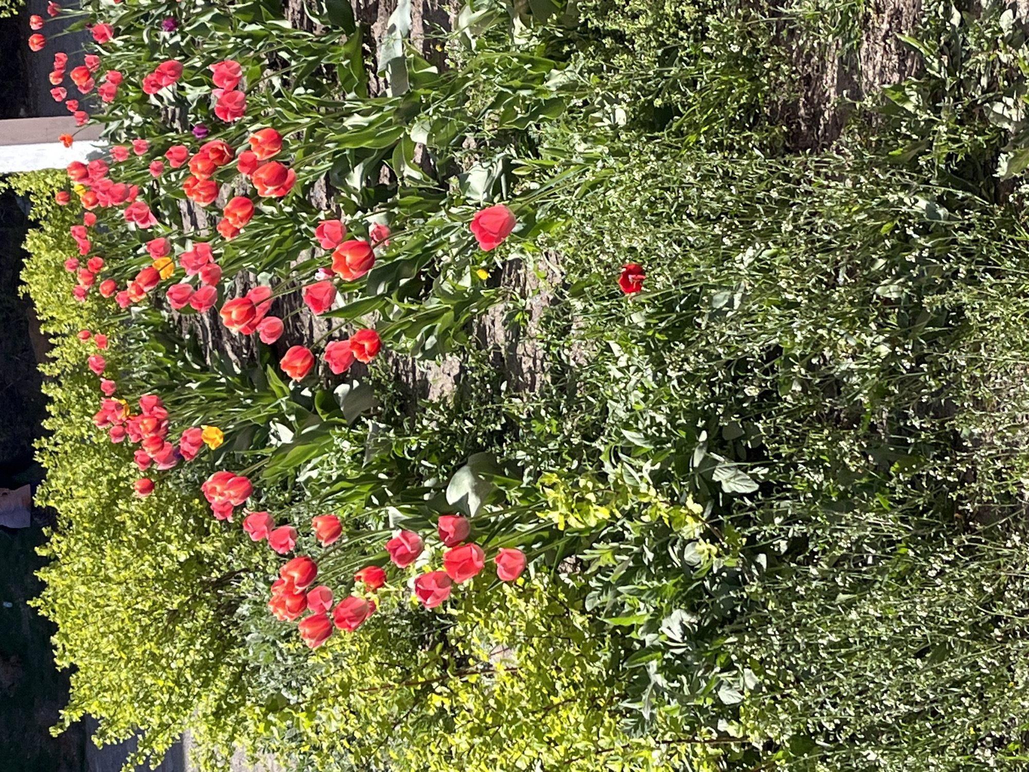 The image shows a flower bed with red tulips and green foliage. The tulips are in full bloom. The flower bed is situated in a well-lit outdoor location, likely a garden or park. The background consists of greenery. The city of Chaikovsky, Russia cannot be determined from this image. There are no people visible in the image.