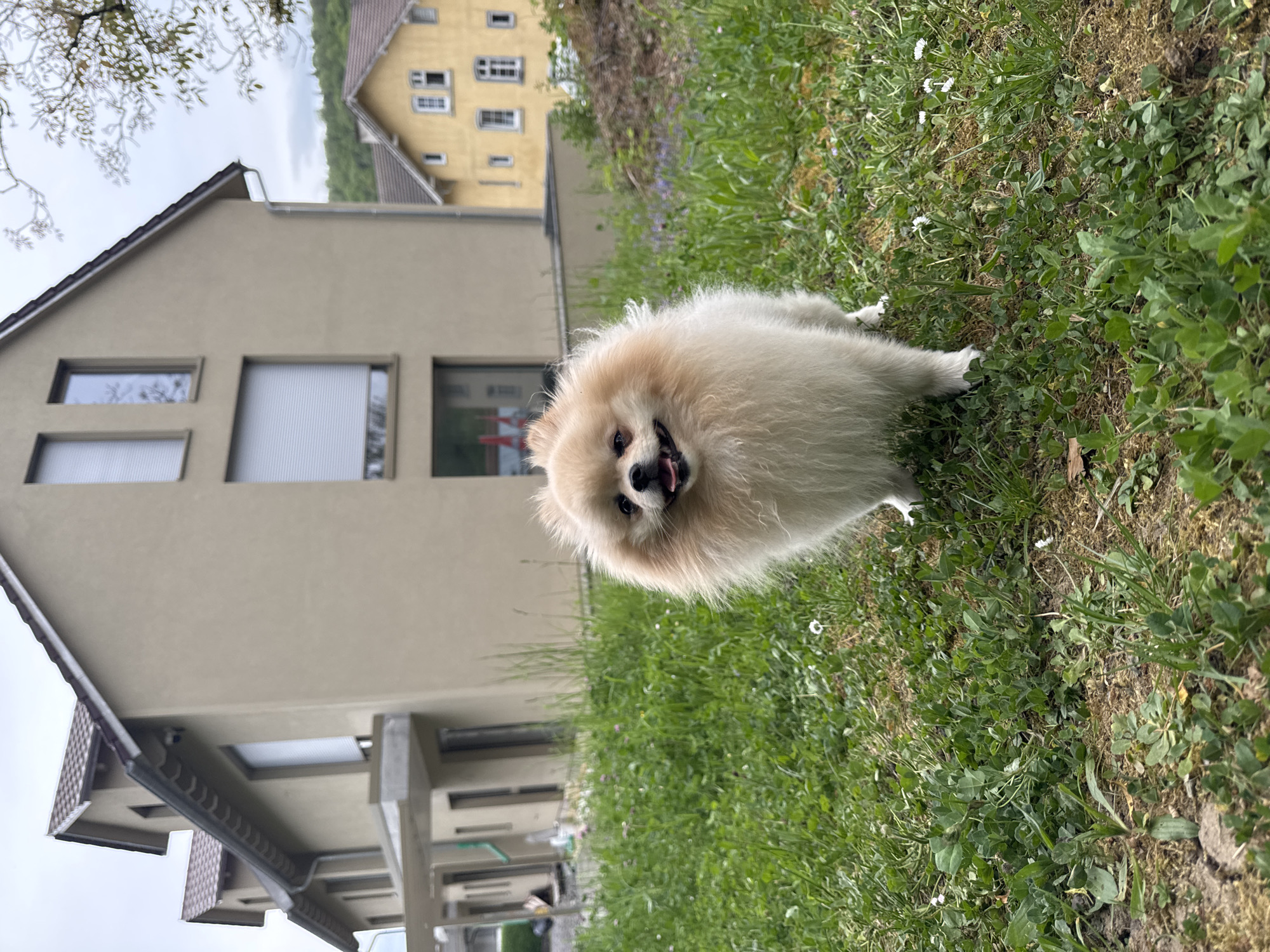 A tan Pomeranian dog is centered in the image, lying on a lawn in front of a building. The grass is a mix of green and brown. In the background, there is a two-story tan building with multiple windows, some with closed blinds. Behind this building, a yellow building with windows can be seen. The image was taken in Bietigheim-Bissingen, Germany.