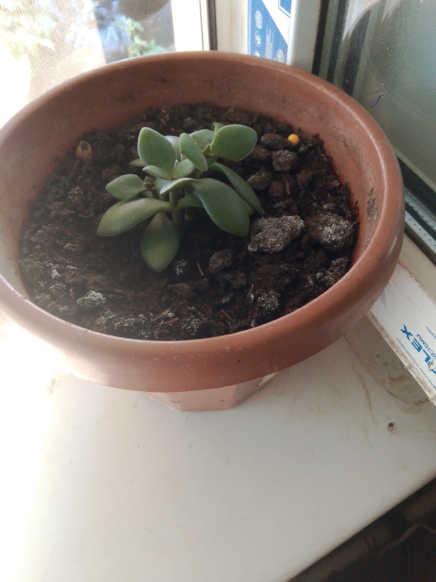 A close-up, slightly angled shot shows a small jade plant in a brown plastic pot, sitting on a white surface near a window. The plant, with its characteristic thick, green leaves, is the central focus. The soil in the pot appears dark and slightly damp, with some small pebbles and what looks like a tiny yellow object, possibly a seed or a piece of fertilizer, visible. Through the window behind the plant, a blurred view of greenery and a window screen can be seen. To the right of the pot, a white object with blue text and a blue 'X' symbol is partially visible, suggesting it might be packaging or a label. The overall impression is of a simple indoor plant setting. This image was captured in Ushya, Russia.