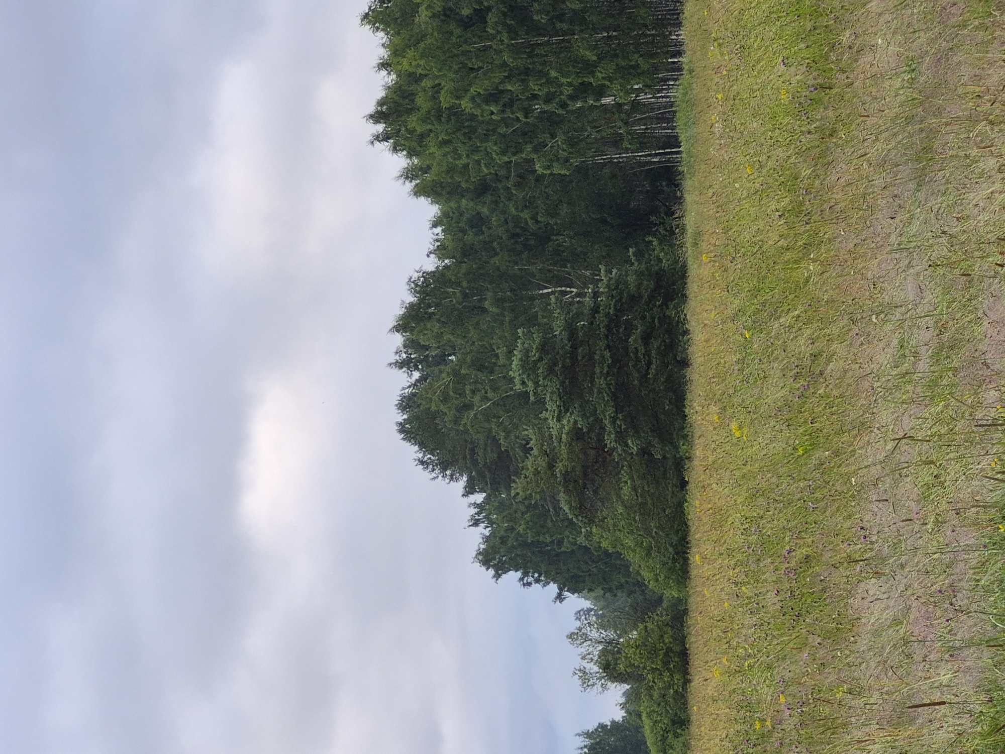 The image shows a landscape scene with a field of tall grass and wildflowers in the foreground, leading to a dense forest in the background. The sky is overcast with gray clouds. There are no people or animals visible in the image. The environment appears to be a rural or natural setting, likely in a temperate climate. The specific location in Sooblase, Estonia, is not discernable from the visual information provided.