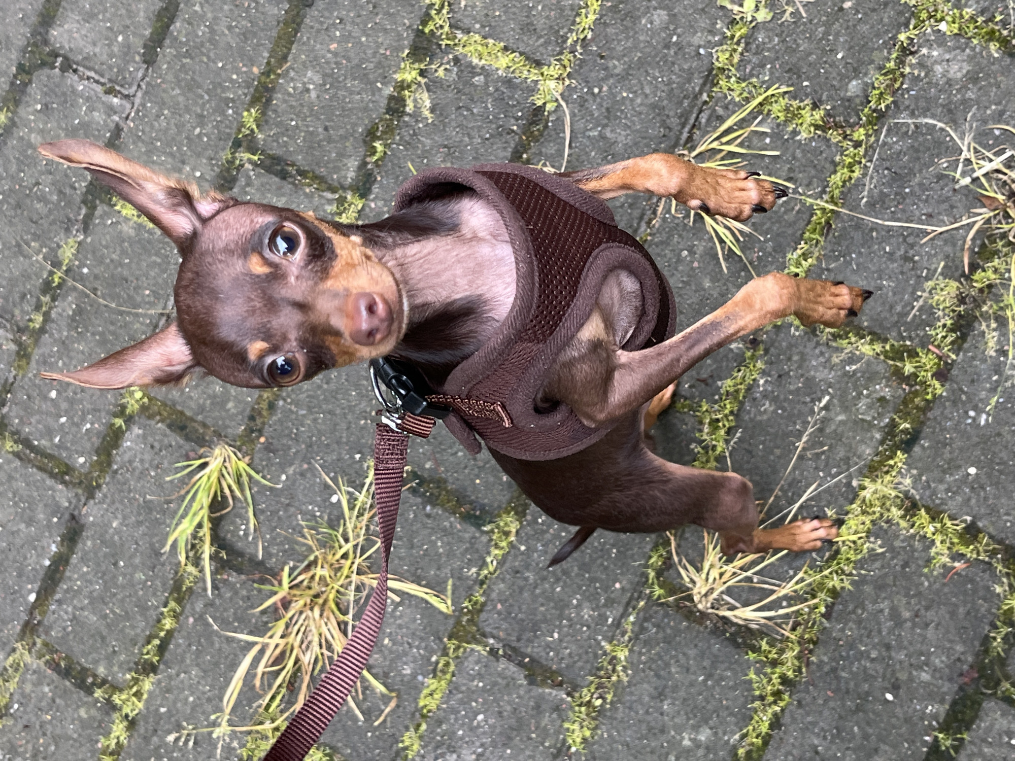 A small, brown dog with large ears and brown eyes is standing on a grey paved surface with patches of green moss and dry grass growing in the cracks. The dog is wearing a dark brown harness and is attached to a dark red leash. The dog is looking upwards towards the camera with its front paws raised slightly off the ground. The scene appears to be outdoors on a paved area, possibly a sidewalk or path, in the city of Pionersky, Russia.