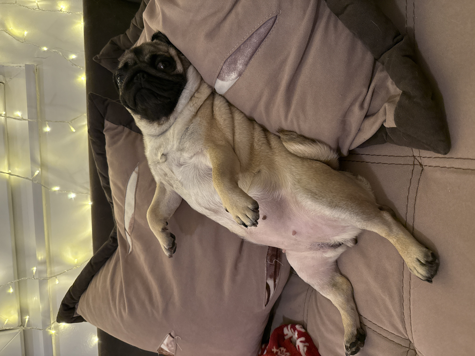 A pug is resting on its back, propped up by two light brown pillows. The pug's face is turned to the right, with its black muzzle and eyes clearly visible. Its body is relaxed, with its front paws resting on the pillow to its left and its hind legs extended outward. The pug is lying on a brown couch, and in the background, there are white string lights with yellow bulbs, suggesting a festive or cozy atmosphere. The scene appears to be indoors, possibly in a living room.