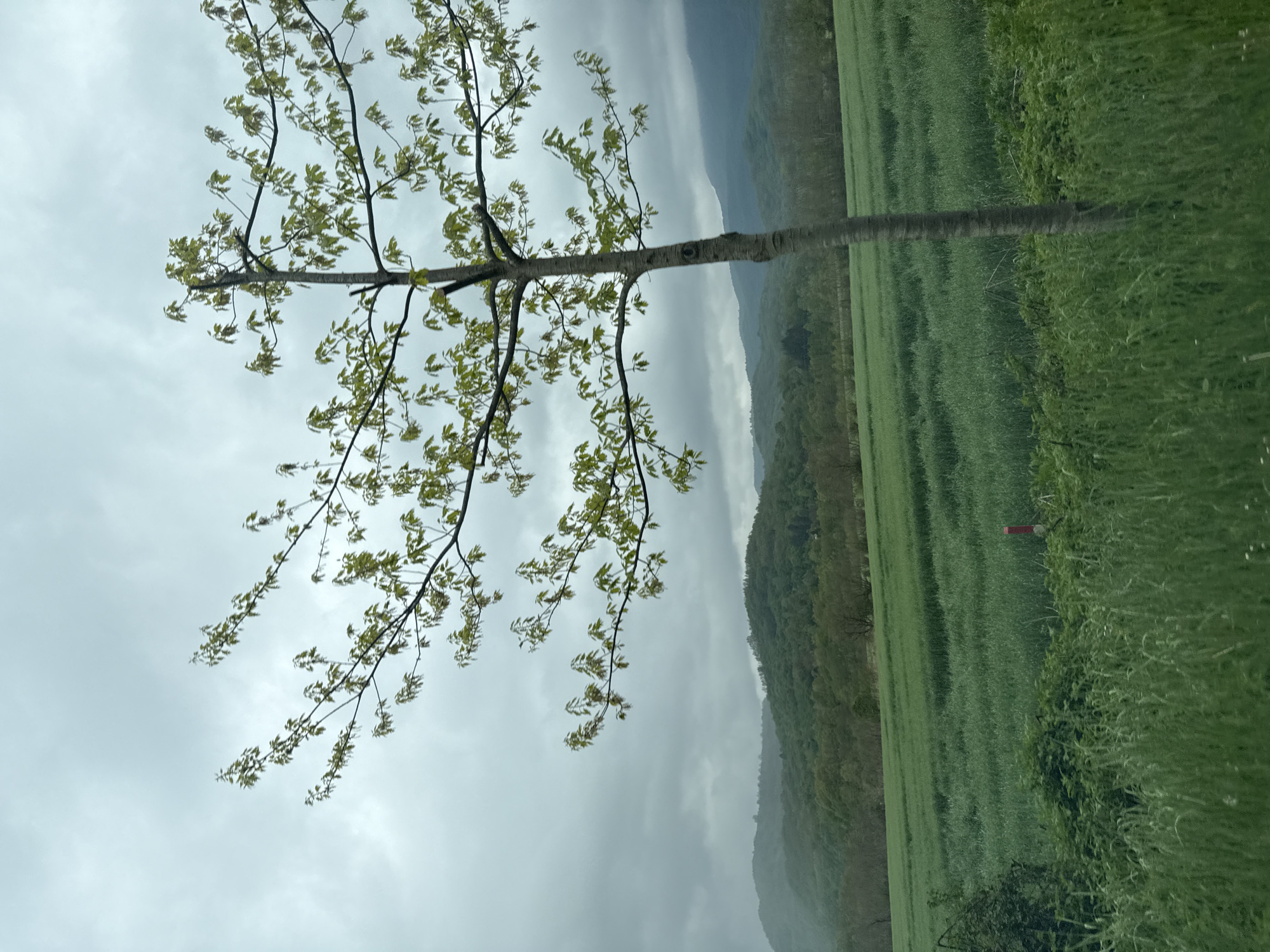 A landscape features a slender tree with sparse green leaves in the foreground. Behind the tree, a field stretches out towards a misty, forested mountain range under a grey, overcast sky. The image is oriented sideways.