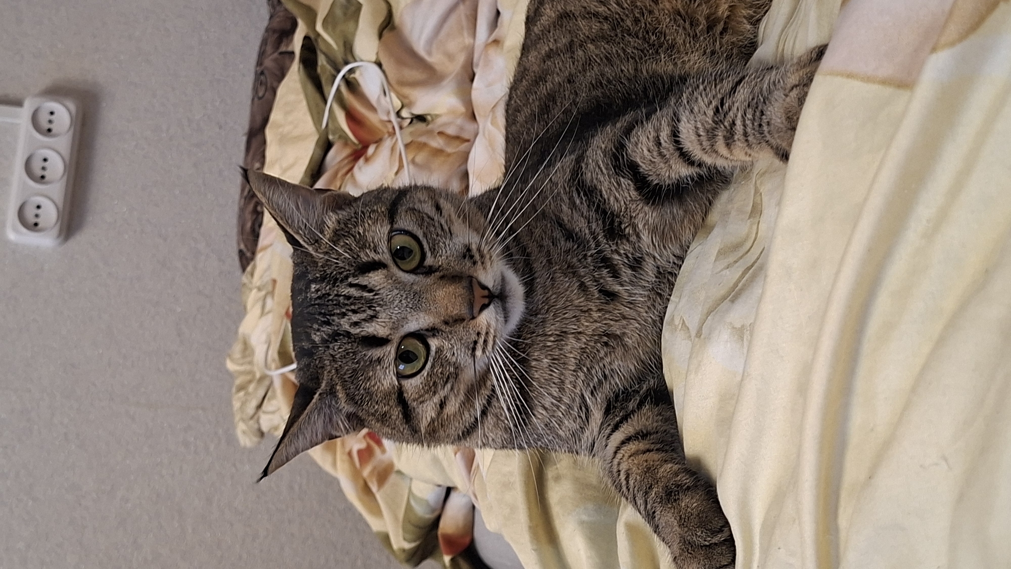 A close-up, vertical shot captures a tabby cat lying on a bed. The cat faces the camera directly, with its body slightly angled to the right. Its fur is a mix of brown, black, and gray stripes, with white whiskers fanning out from its snout. The cat has bright green eyes and pointed ears. The background consists of a beige wall with a white electrical outlet that has three circular sockets. The bed is covered with a beige sheet, and the cat is resting on a folded section of the sheet, creating soft shadows. A patterned duvet with floral motifs in shades of brown, beige, and pink is visible behind the cat. The overall lighting is soft and diffused, suggesting an indoor setting, likely a bedroom. The scene does not contain any discernible landmarks that would place it specifically within the Забалоцкі сельскі Савет, Belarus, beyond it being an interior domestic space.