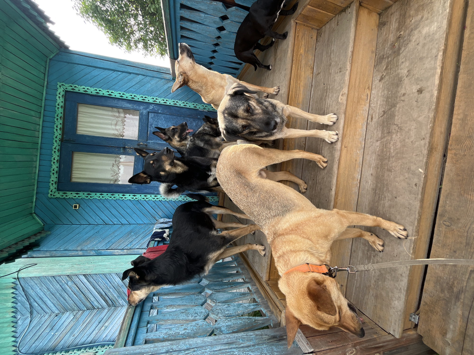 In Nizhny Tagil, Russia, a group of six dogs are gathered on the wooden porch of a weathered, blue-painted house. The dogs, of varying breeds and sizes, are positioned on the porch steps and the floor. One dog in the foreground wears an orange collar and is attached to a leash. The house features blue siding, wooden railings, and a blue door with white curtains visible through the glass. The scene appears to be outdoors, with greenery and trees visible in the background, suggesting a rural or suburban setting.