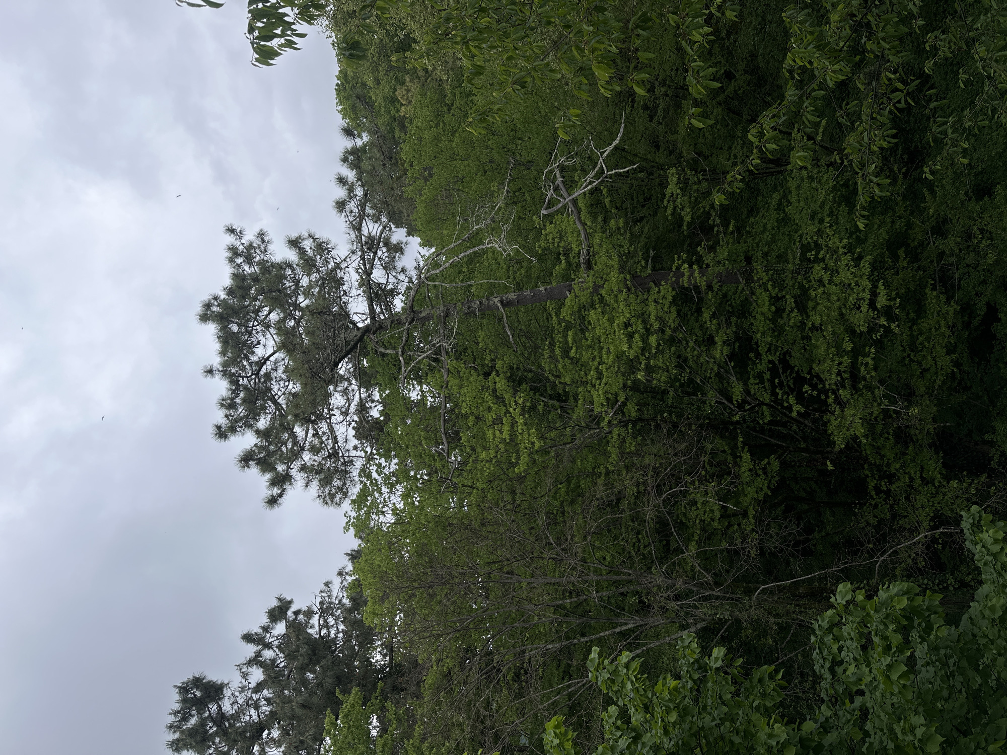 The image presents a view looking upward through a dense forest canopy against a cloudy sky. Predominantly, the scene is characterized by green foliage of varying shades, indicative of different types of trees and plants. There is a tall pine tree with a grey-green crown, standing out against the sky. Some bare, white-ish branches are visible amidst the green. The absence of any clear urban or man-made structure in the frame suggests a natural environment. The location of Sochi, Russia, is not visually discernible from this image.