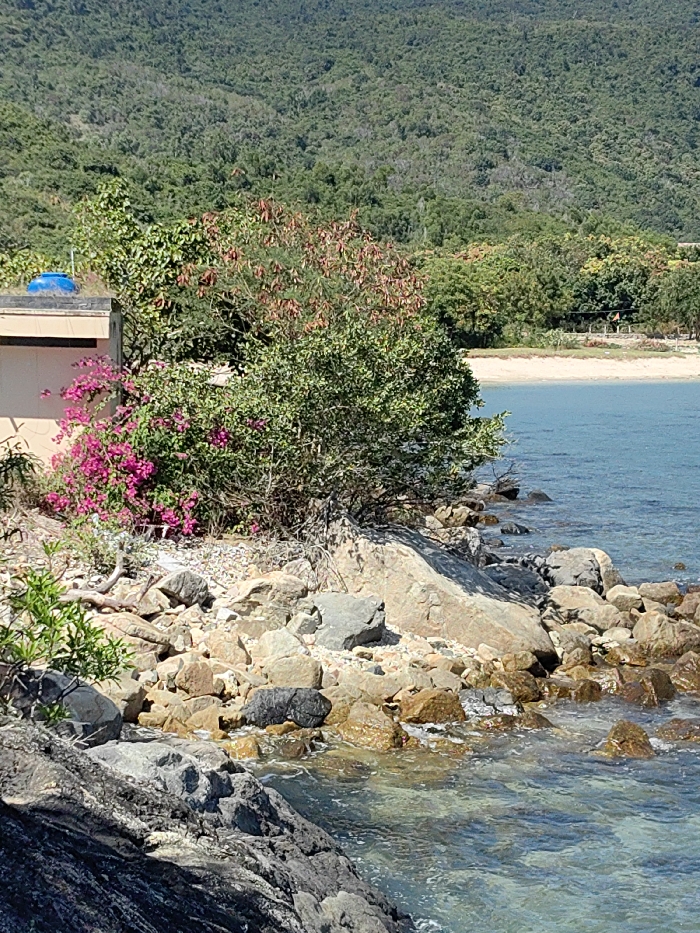 A rocky shoreline meets the clear, turquoise water. A building with a blue water tank on top sits behind vibrant pink bougainvillea and other greenery. Further in the distance, a sandy beach curves around the bay. A lush, green hill or mountain forms the backdrop under a bright sky. The scene suggests a tropical or coastal location.