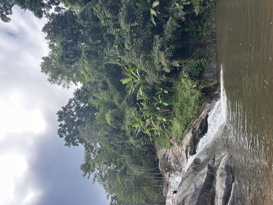 A verdant forest borders a rocky waterfall that flows into a murky river. The scene is dominated by various trees and lush foliage. A cloudy sky hovers above the landscape. The waterfall appears to be tiered, with water cascading over the rocks. The river's surface is relatively still, reflecting the surrounding greenery and overcast sky.