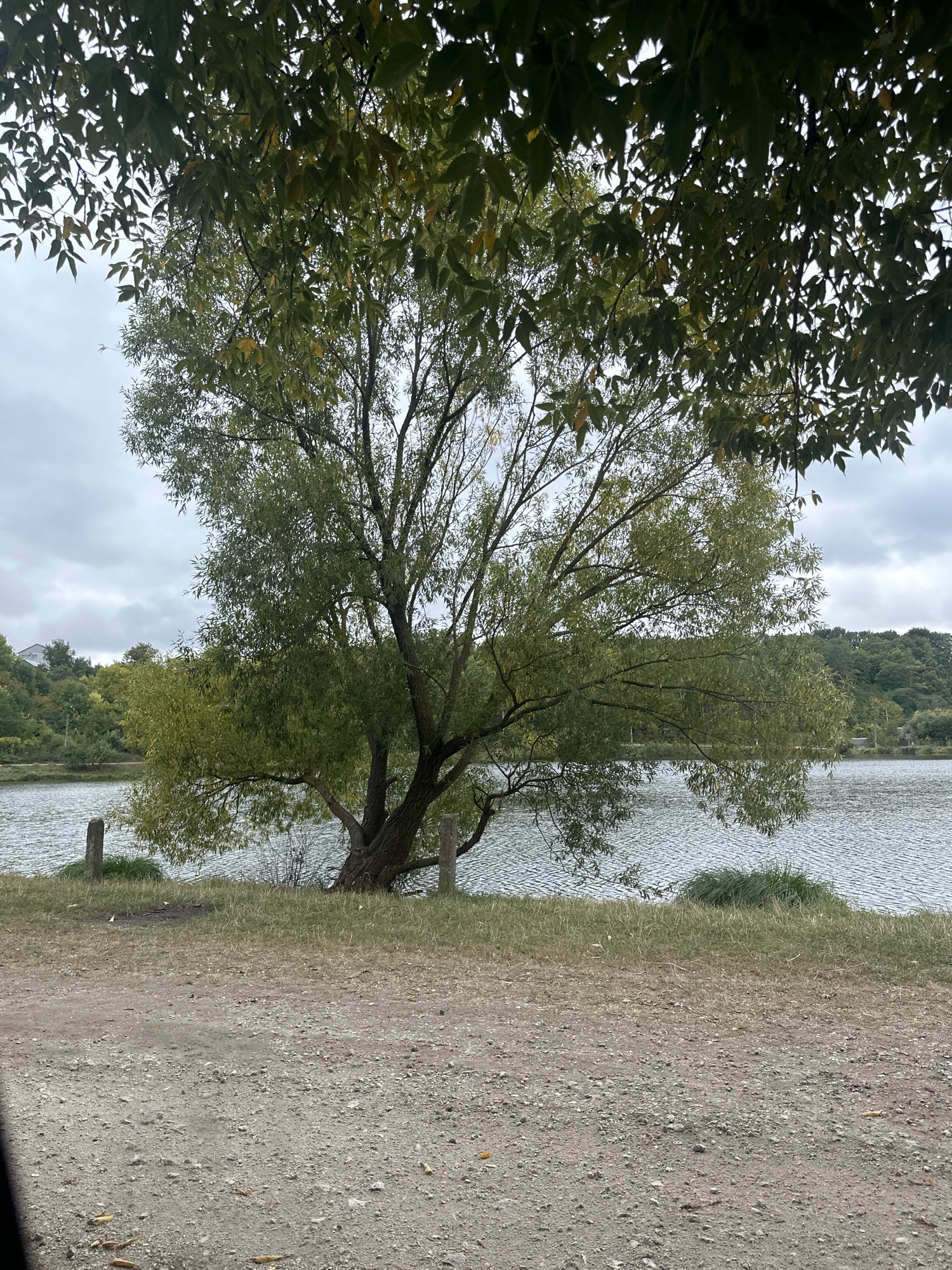 The image depicts a natural scene by a body of water, likely a lake or river, under an overcast sky. In the foreground, there is a dirt path with some dry grass and scattered leaves. A large tree with green foliage is prominently positioned in the mid-ground, its branches extending outwards and partially obscuring the sky. The tree's trunk is thick and appears to have multiple branches.
Beyond the tree, the water surface is rippled, suggesting a light breeze. The opposite bank of the water is lined with trees and vegetation, with a gentle slope leading up to a hill. On the hill, a white building with a dark roof is visible, situated amongst the trees. Two stone posts stand on the grassy bank near the water's edge in front of the large tree. The overall impression is one of a tranquil, possibly rural, landscape. This scene is situated in the city of Makiv, Ukraine.