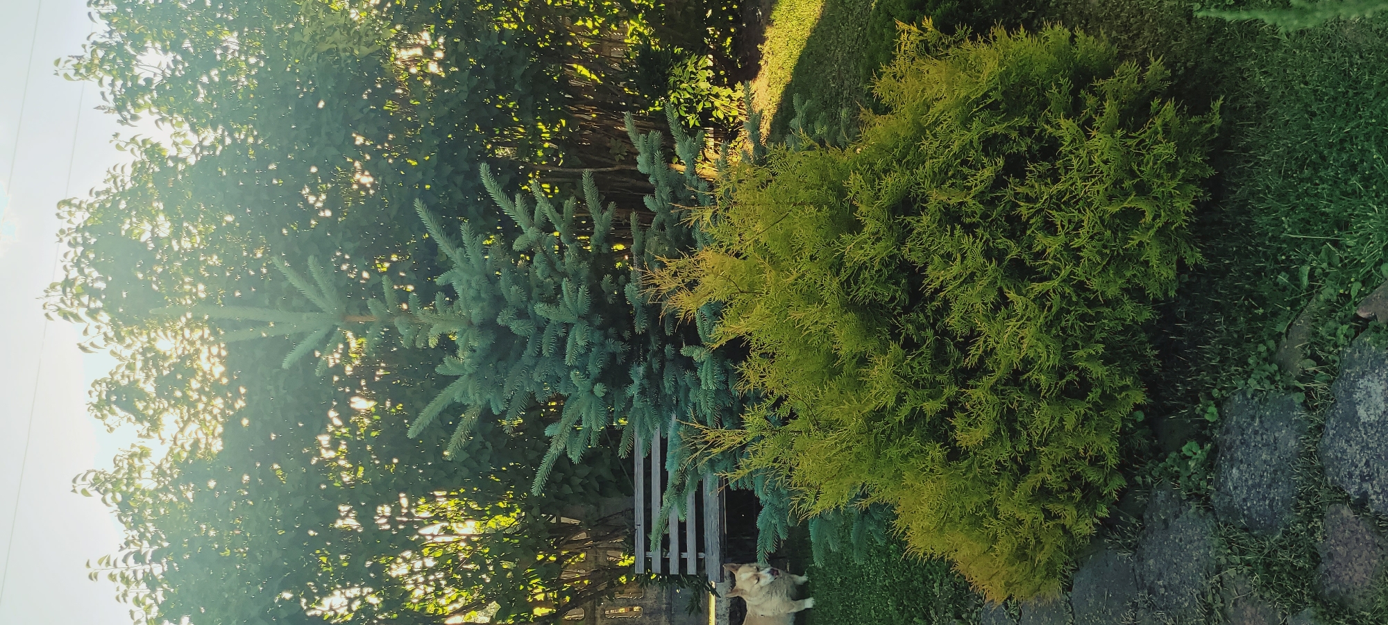 In an outdoor setting, a light-colored dog with its tongue slightly out stands on a grassy area to the left of the frame. Behind the dog, a wooden bench is visible. In the center of the image, a blue spruce tree stands tall, with a smaller, bright green shrub in front of it. The background is filled with dense green foliage, with sunlight filtering through the leaves, creating a dappled effect. The ground is covered in grass and some stone paving. The scene appears to be in a garden or park.