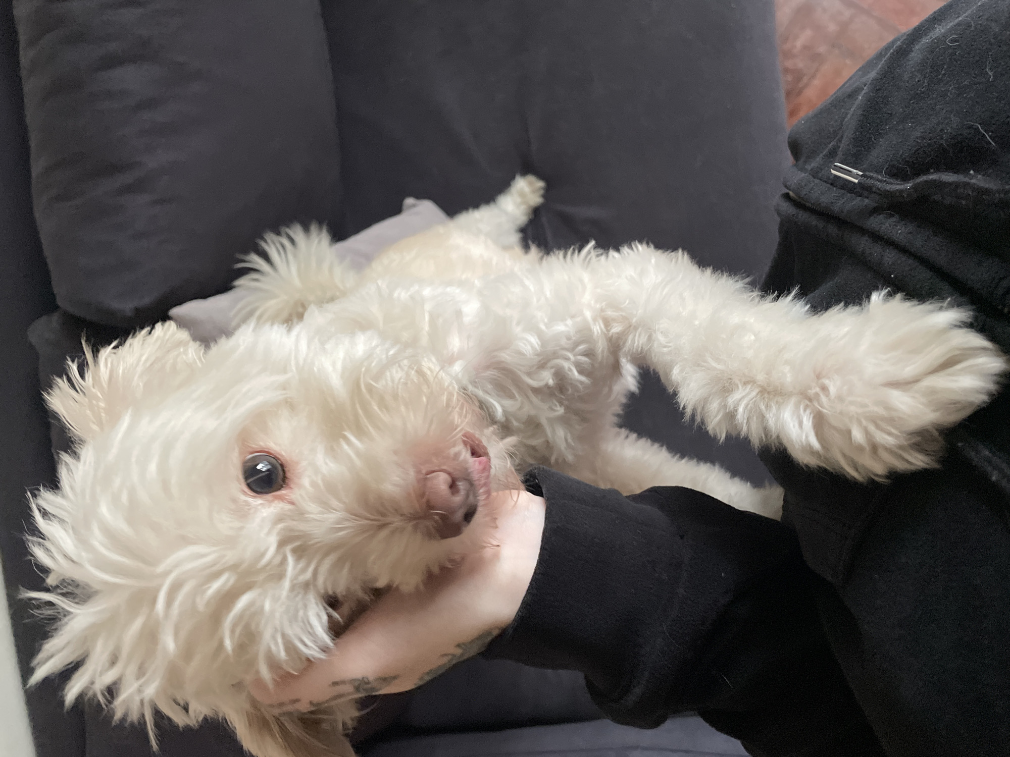 A white, fluffy dog is laying on a dark gray couch. A person wearing a black hooded sweatshirt is petting the dog. A gray pillow is under the dog. The scene appears to be indoors, likely in a home. The location in Buenos Aires, Argentina, cannot be determined from the image.