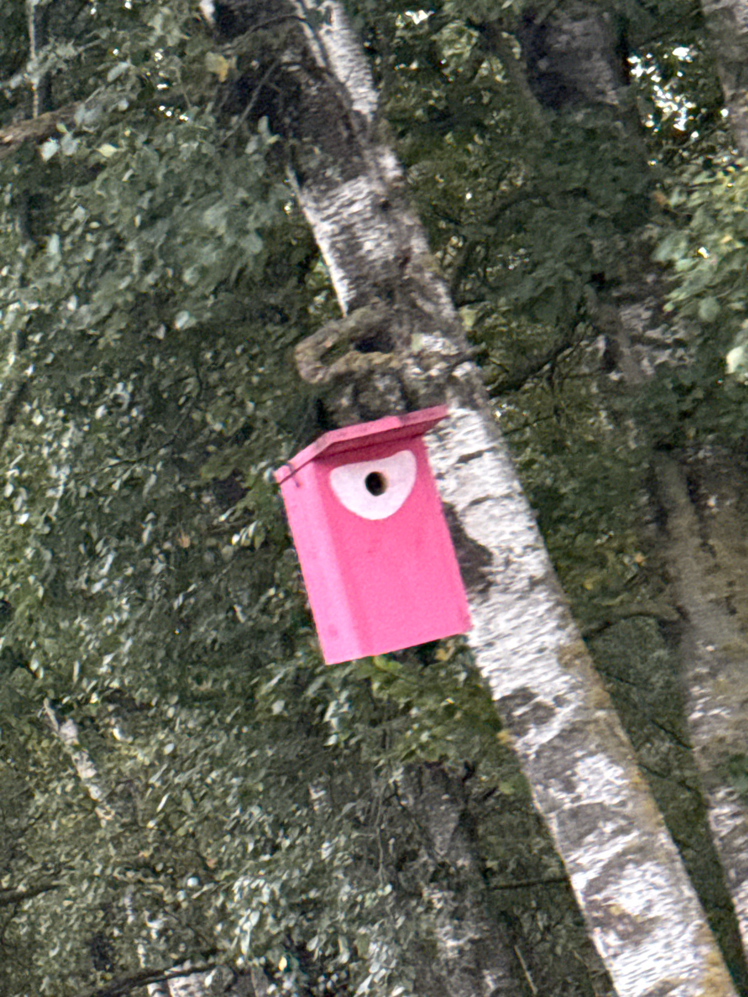 A bright pink birdhouse with a white-rimmed, black-centered circular opening is attached to the trunk of a tree. The tree trunk is mottled with white and gray bark, and it is positioned in the lower right quadrant of the image. Lush green foliage with dappled sunlight forms the background. The scene is captured from a slightly low angle, looking up towards the birdhouse and tree. The image does not provide specific information about its location within Tallinn, Estonia.