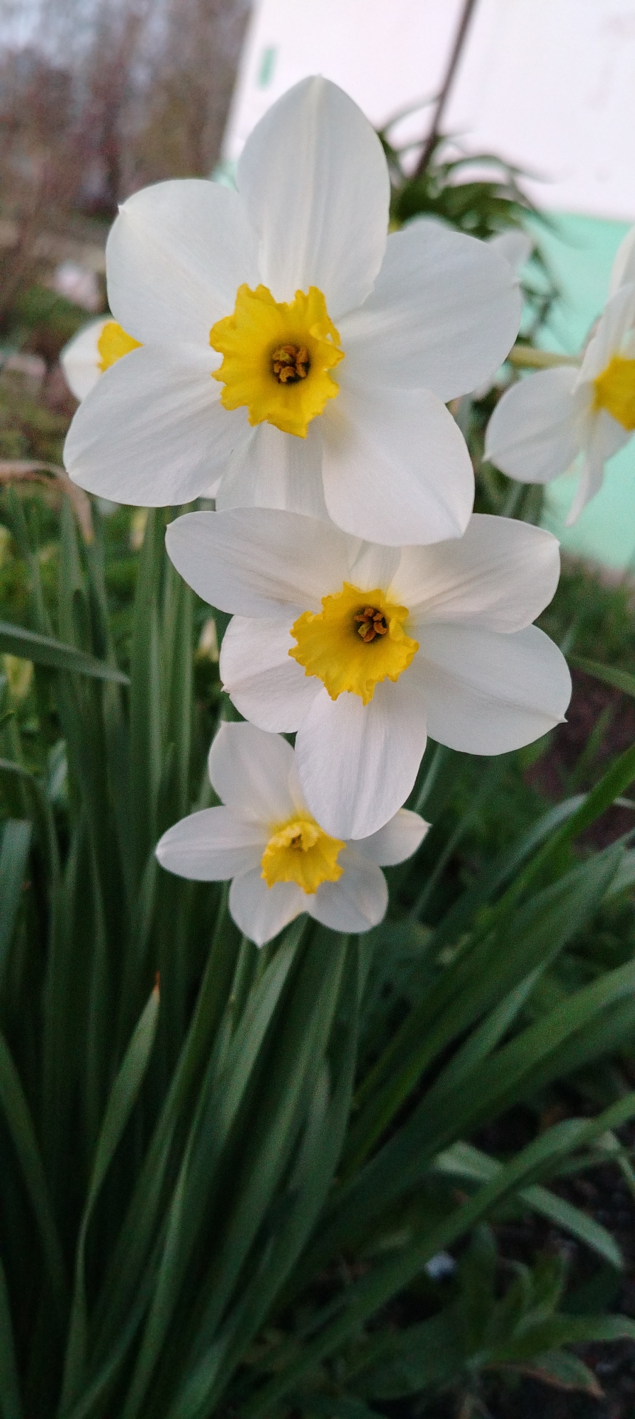 The image shows a close-up of three white daffodils with yellow centers. They are positioned vertically in the frame, with the top flower being the largest and the bottom flower the smallest. The daffodils are surrounded by long, green leaves. The background is blurry, suggesting an outdoor setting in a garden or park. The location is Unknown, Unknown.