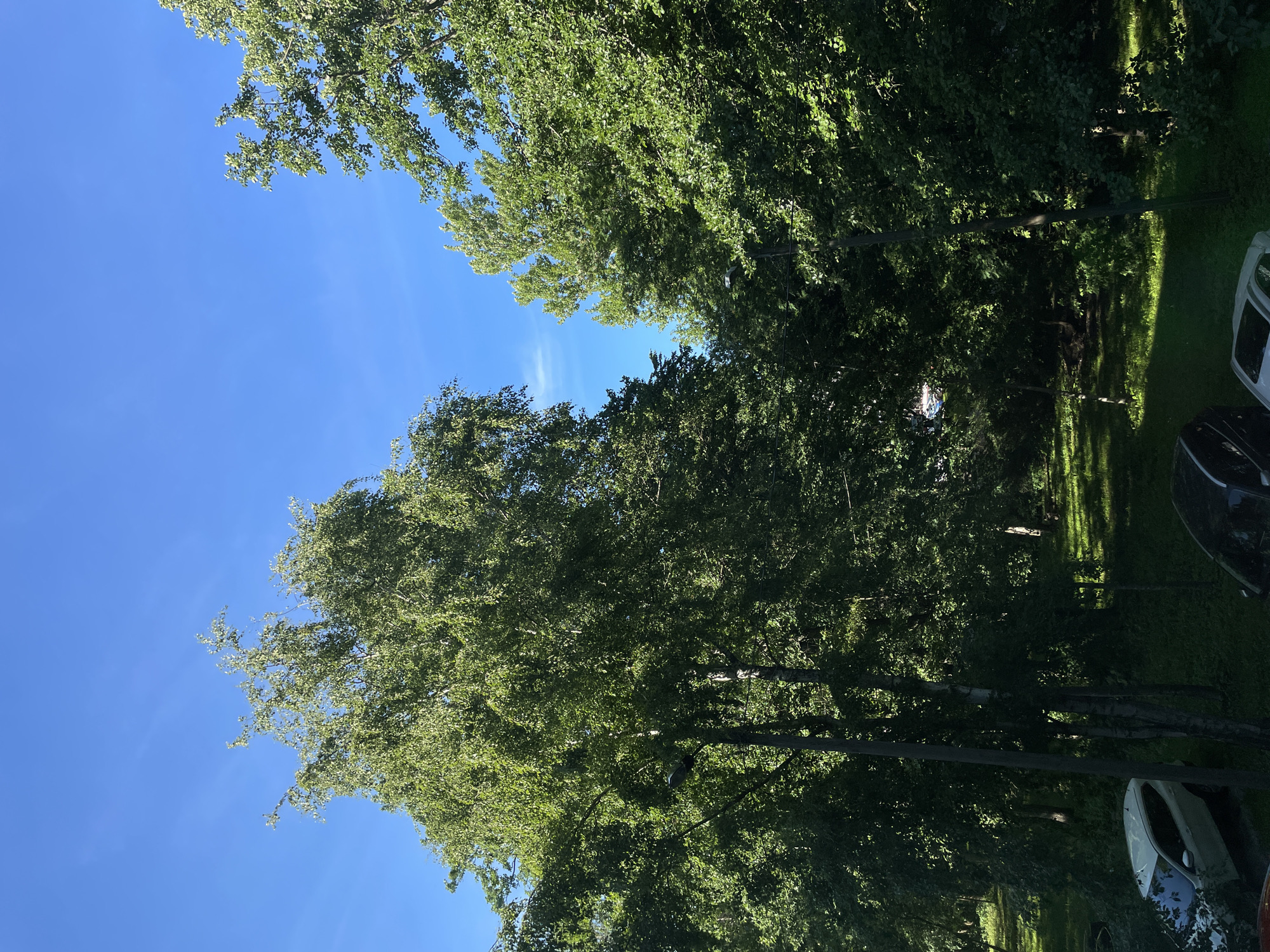 The image depicts a sunny day in Tallinn, Estonia, with a clear blue sky overhead. Lush green trees dominate the scene, with their branches reaching towards the sky. Some sunlight filters through the leaves, casting dappled shadows on the ground below. In the foreground, a white car is parked, partially obscured by foliage. A dark car is also visible in the lower right corner. The scene suggests a residential area or park within the city, characterized by abundant vegetation and the presence of vehicles. The overall impression is one of a peaceful, natural setting within an urban environment.