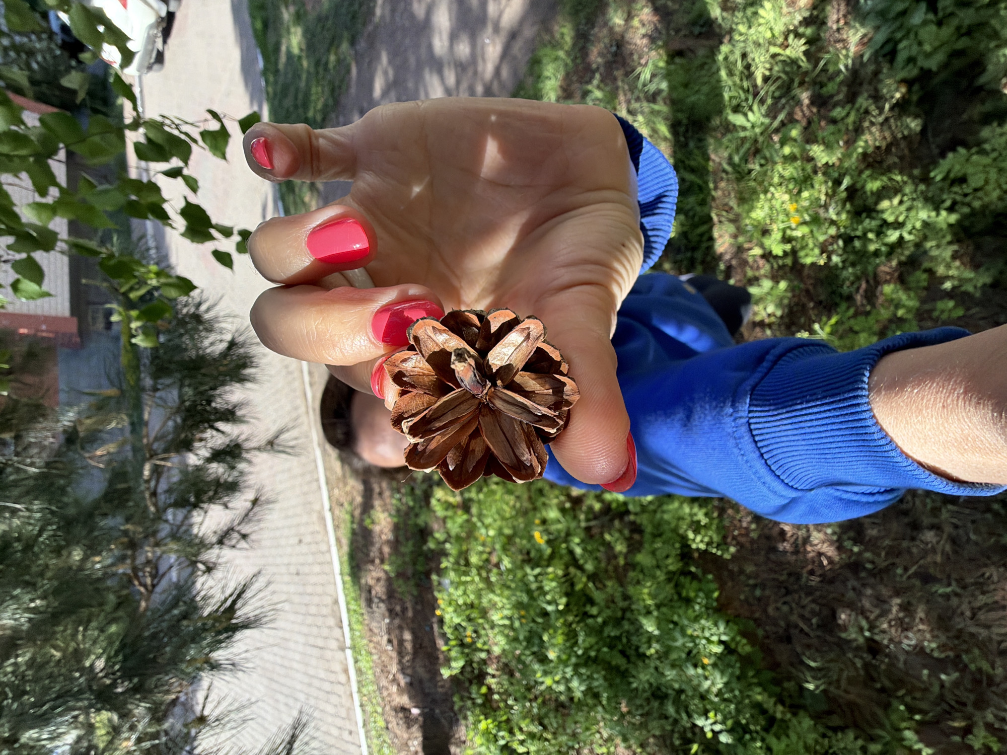 A person holds a pine cone in their right hand, with pink nail polish visible on their fingernails. The person wears a blue long-sleeved shirt. The background includes greenery, trees, and a paved surface, suggesting an outdoor location. The specific location in the city of Birobidzhan, Russia is not discernible from the provided image.
