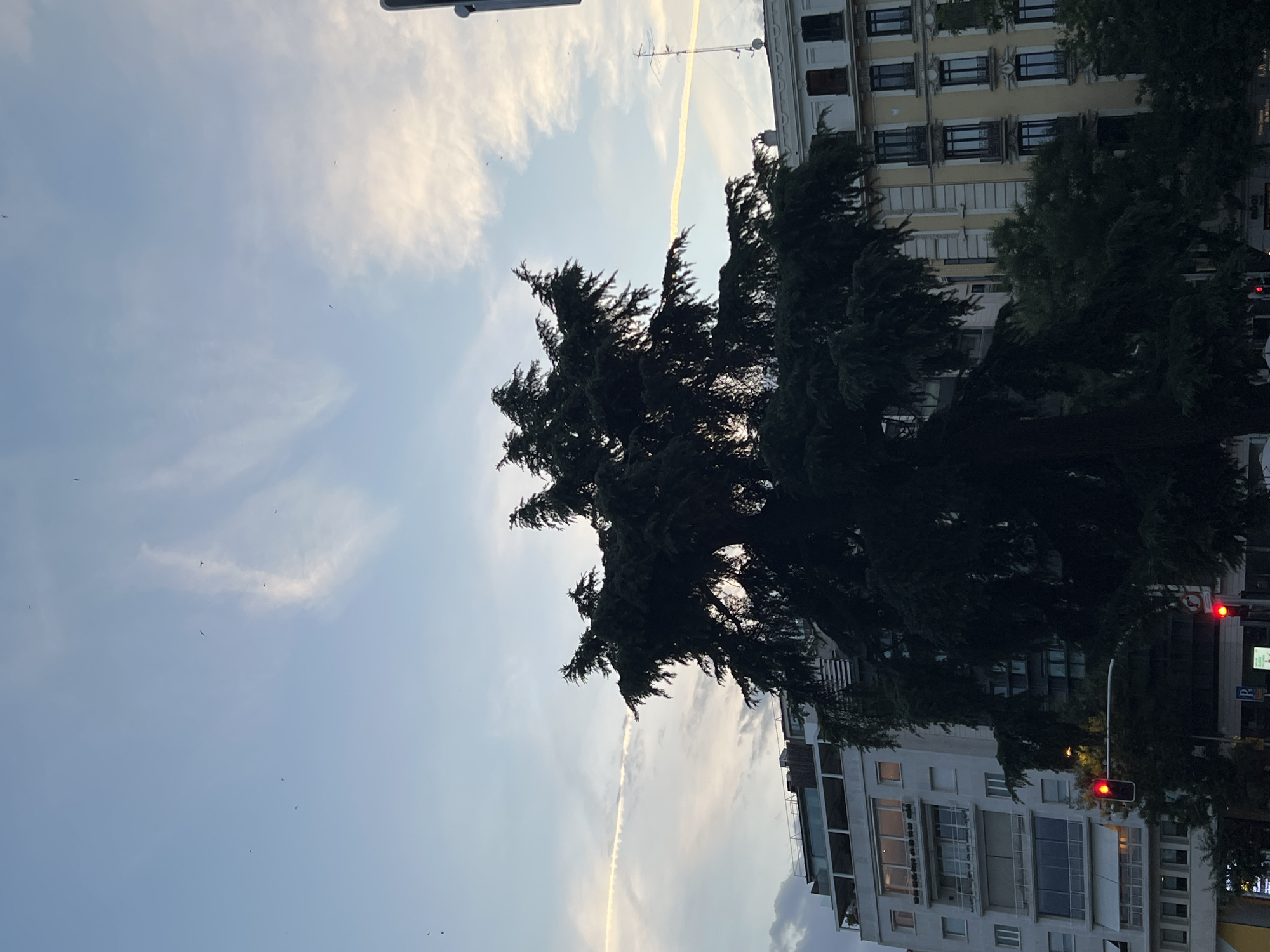 This image depicts a street scene in Madrid, Spain, likely during the early evening or late afternoon given the lighting. A large, dark green evergreen tree dominates the foreground, its dense foliage partially obscuring the buildings behind it. To the left, a modern white building with multiple balconies and large windows is visible. To the right, a building with a yellow facade and traditional dark-framed windows is present. In the sky, several small dark specks, possibly birds, are scattered across a pale blue sky with wispy white clouds. A faint, thin white contrail stretches horizontally across the sky. Traffic lights are visible at street level, with at least one red light illuminated. The overall impression is an urban setting with a blend of modern and older architecture, framed by natural elements.