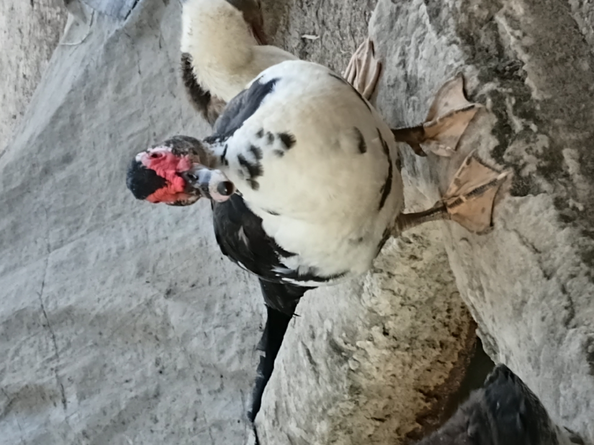 A Muscovy duck, identified by its distinctive red caruncles around the eyes and beak, stands on a rocky surface. The duck is predominantly white with black markings on its wings and back. Its feet are webbed and a pale orange. Another Muscovy duck, mostly white with some dark feathering, is visible behind the first duck, appearing slightly out of focus. The background consists of large, grey, textured rocks and what appears to be a coarse, sandy ground cover. The scene suggests an outdoor environment, possibly a park or natural area. This specific image does not contain any elements that would allow for identification of its location within Margo Rukun, Indonesia.