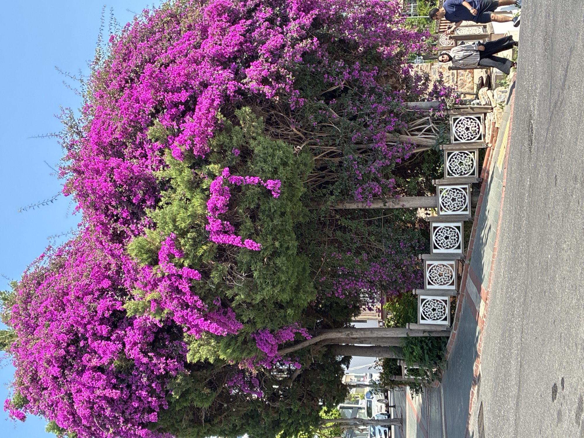 In Alanya, Turkey, a bright day illuminates a street scene dominated by a large, vibrant bougainvillea tree covered in purple flowers, intertwined with green cypress trees. The bougainvillea cascades downwards, partially obscuring the trees and a decorative white fence with circular patterns. In the foreground, a paved street curves upwards. To the right, two individuals are walking on the sidewalk: a woman wearing a striped shirt, dark pants, and a hijab, carrying a black bag, and a man in a dark blue t-shirt and shorts. The background shows buildings and parked cars.
