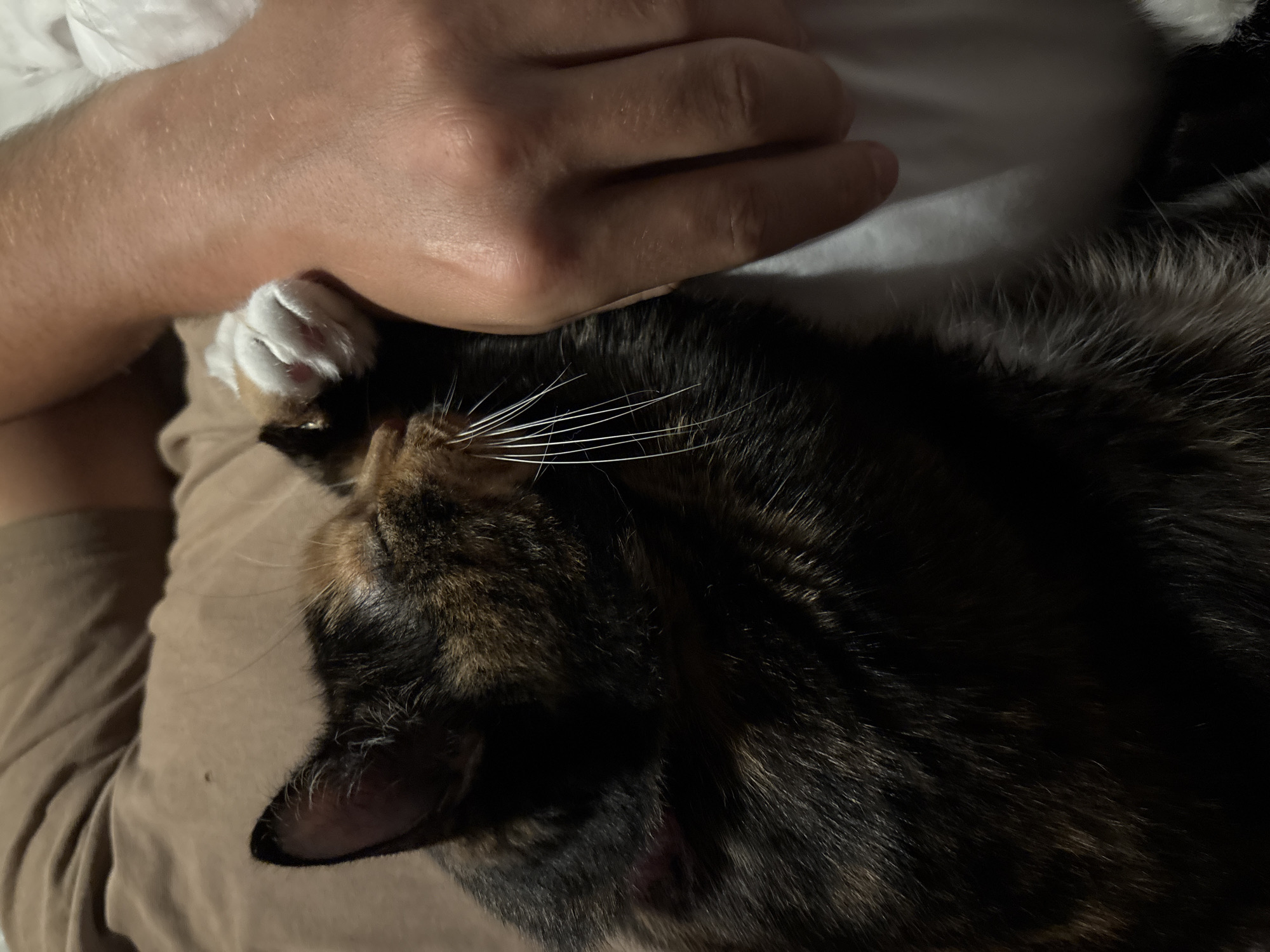 A tortoiseshell cat is lying on a person's lap, with the person's hand resting on the cat's head and paw. The cat has a dark coat with patches of brown and orange, and long white whiskers. The person is wearing a beige shirt, and there is a white blanket or sheet in the background. The scene appears to be indoors, possibly in a home. Location information is not available.