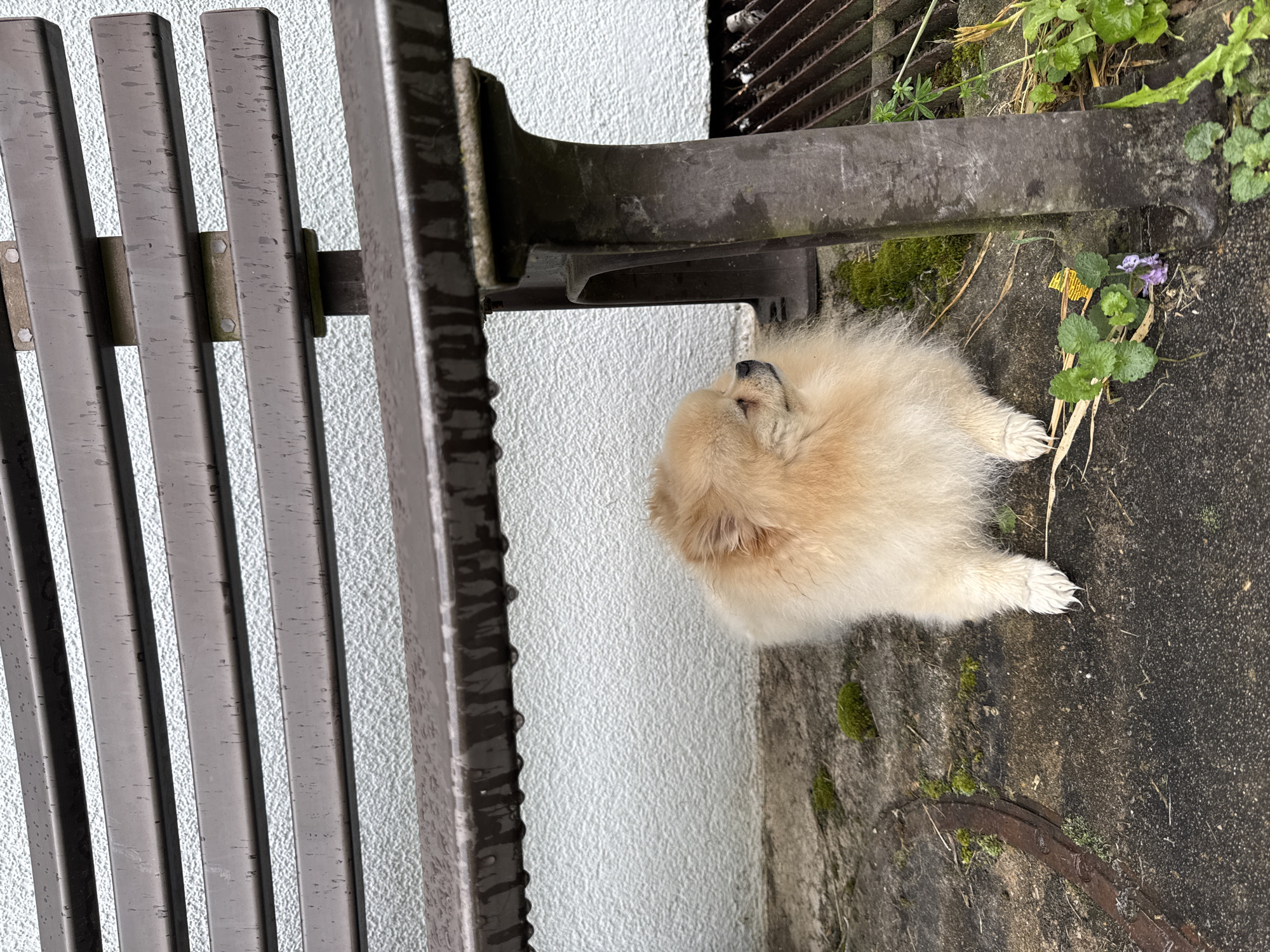 A small, light brown Pomeranian dog is lying down on a concrete surface next to a metal bench in Bietigheim-Bissingen, Germany. The bench, consisting of vertical metal slats, is positioned on the left side of the frame. The dog is near the bench's leg, which is attached to the concrete. Small plants and moss grow near the dog and on the concrete. A metal grate runs along the back of the image behind the bench leg. The backdrop consists of a textured white wall.
