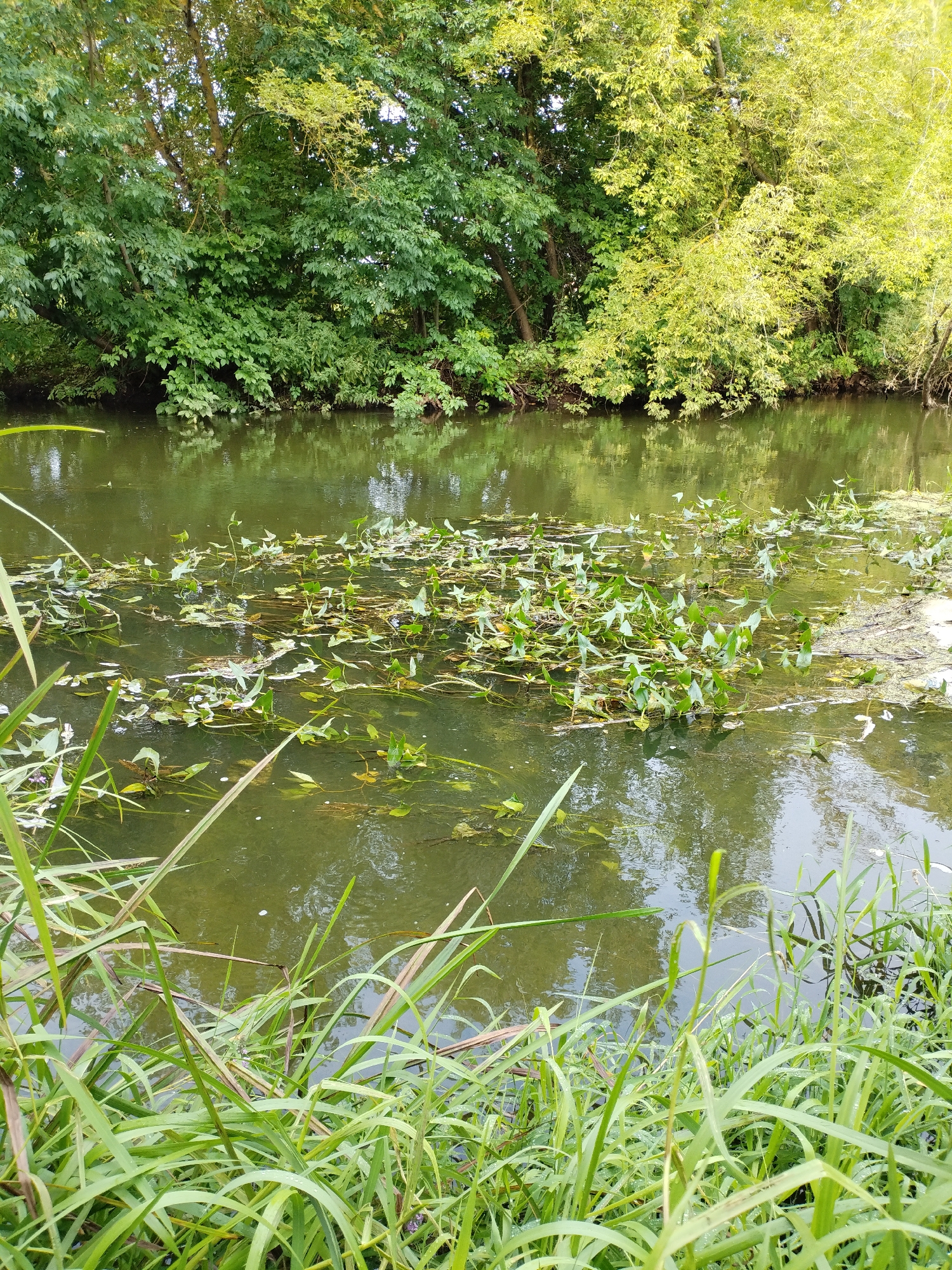 The image depicts a calm, green body of water, likely a river or pond, bordered by lush vegetation. The water's surface is partially covered with aquatic plants, including what appear to be lily pads and emergent vegetation. The far bank is densely forested with a variety of trees, their green leaves reflecting in the water. The foreground is dominated by tall, green grasses growing along the edge of the water. The lighting suggests it is daytime, with sunlight filtering through the trees and illuminating parts of the scene. The overall impression is one of a serene, natural environment. The specific location in Bialynichy, Belarus, indicates a natural waterway within or near the city.
