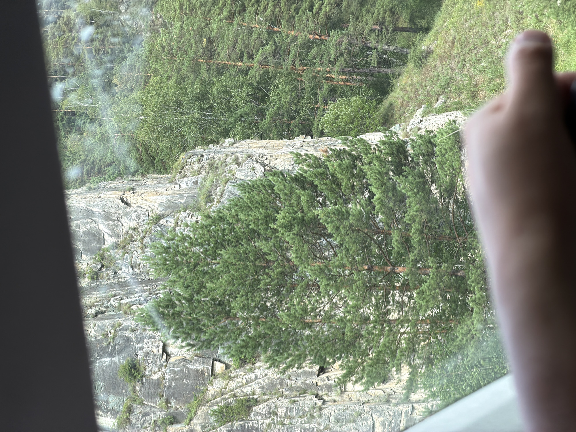 An outdoor shot, framed by a vehicle window and a dark gray shade, shows a rocky cliff face on the left and a densely forested slope on the right. A large evergreen tree with bright green needles dominates the foreground, obscuring much of the cliff. The cliff is tall and steep, with visible layers and patches of vegetation growing on its ledges. The forested slope is covered with a variety of trees, including tall pines with straight, reddish-brown trunks and lush green foliage. Some deciduous trees with lighter green leaves are interspersed among the pines. The ground on the slope is covered in grass and smaller plants. In the lower right corner, a blurred human hand with light skin is visible, suggesting the photograph was taken from inside a vehicle, possibly by a passenger. There are some water droplets on the window, creating slight distortions in the image. The overall setting appears to be a natural landscape, likely a mountainous or hilly region.