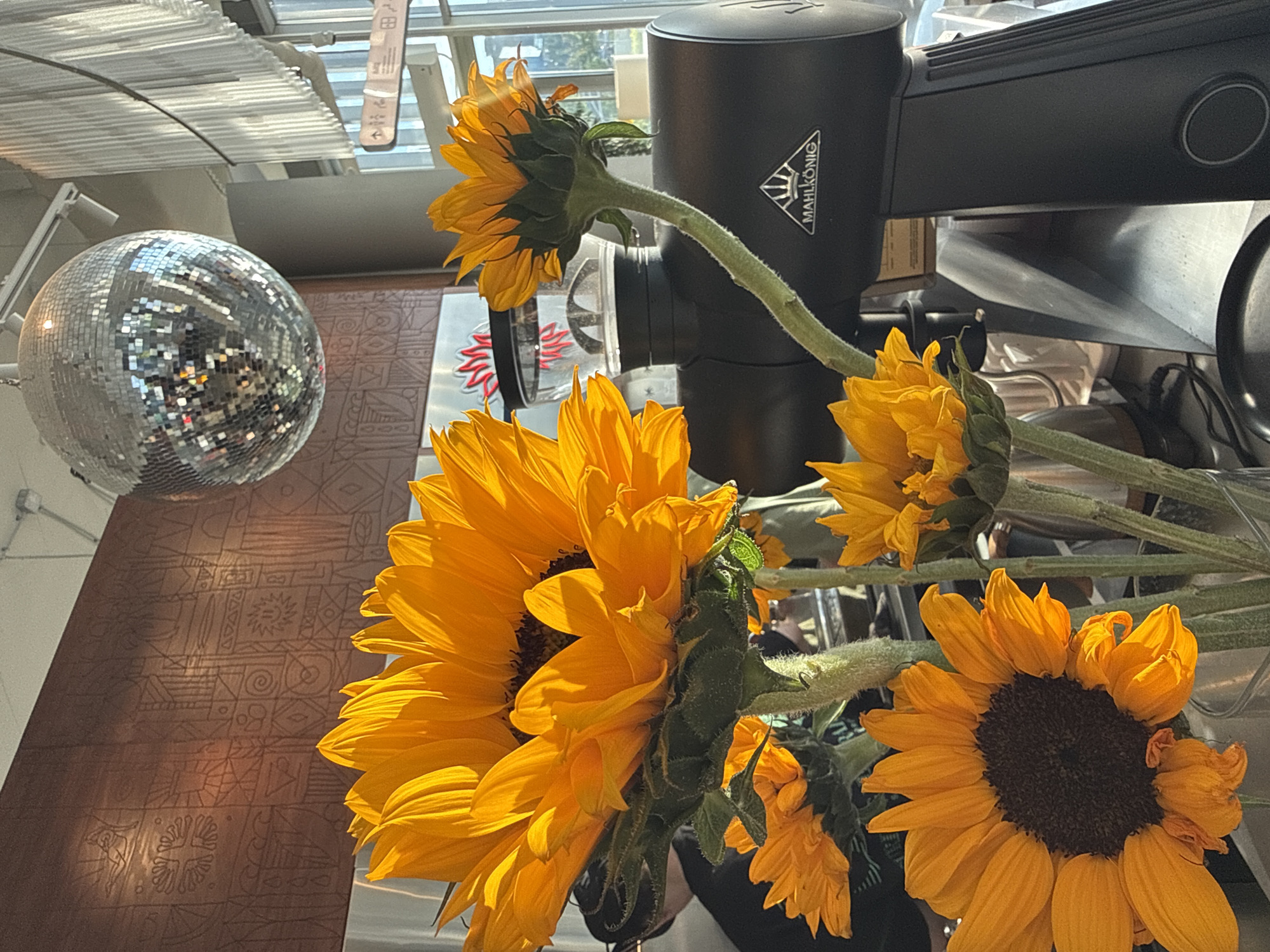 The image depicts a still life indoors. Several sunflowers in various stages of bloom and wilt are prominently displayed. A silver disco ball hangs to the left. Behind the flowers is a black coffee grinder, with a logo visible that reads "MAHLKÖNIG". A table with a textured surface appears behind the sunflowers and disco ball, partially illuminated by sunlight filtering through a window or skylight. The environment is bright, suggesting a sunny day. The location, Zvanka, Russia, is not evident from the image.