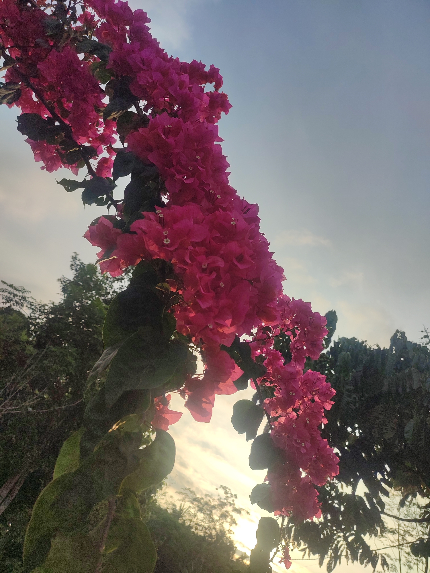 The image captures a vibrant cluster of bright pink bougainvillea flowers, viewed from a low-angle perspective, reaching towards the sky in Saweuk, Indonesia. The flowers, densely packed and rich in color, dominate the central and left portions of the frame, appearing to cascade downwards. Some of the petals are semi-translucent, allowing the soft glow of sunlight to pass through them, highlighting their delicate structure.
The leaves of the bougainvillea are dark green, providing a deep contrast to the vivid pink blossoms. Below and behind the flowers, the sun is low on the horizon, creating a warm, golden-orange glow that silhouettes distant trees and casts parts of the foreground foliage into shadow. This backlighting suggests either a serene sunrise or a tranquil sunset.
The sky occupies a significant portion of the background, transitioning from a soft, pale blue at the top to a brighter, diffused white and yellow nearer the horizon where the sun's light is most intense. Scattered, faint clouds are visible in the upper sky. In the mid-ground and background, dense, dark green foliage from other trees is visible, indicating a lush, natural environment. No people or artificial structures are present, emphasizing the natural beauty of the scene. The overall impression is one of peaceful natural splendor. There is no visible text in the image.