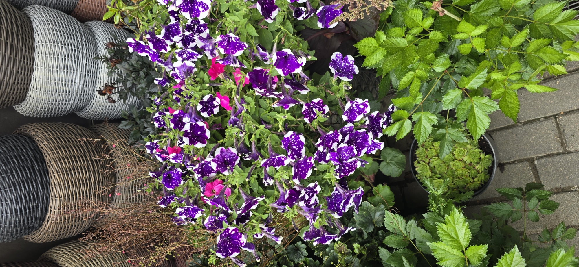 The image depicts an outdoor scene in Русская Деревня-2 Кп, Russia, likely a garden center or a residential outdoor area. In the foreground, a cluster of vibrant purple petunias with white speckles is in full bloom, interspersed with a few bright pink petunias. Surrounding the flowers are lush green leaves, some with serrated edges, and a few dry, brown branches. To the left, partially visible, are stacked woven baskets in various neutral tones, including grey, brown, and off-white. In the lower center of the image, a black pot contains a succulent plant with tightly packed, lime-green leaves. The ground is paved with grey rectangular bricks. The overall impression is one of a well-maintained display of plants and decorative elements.
