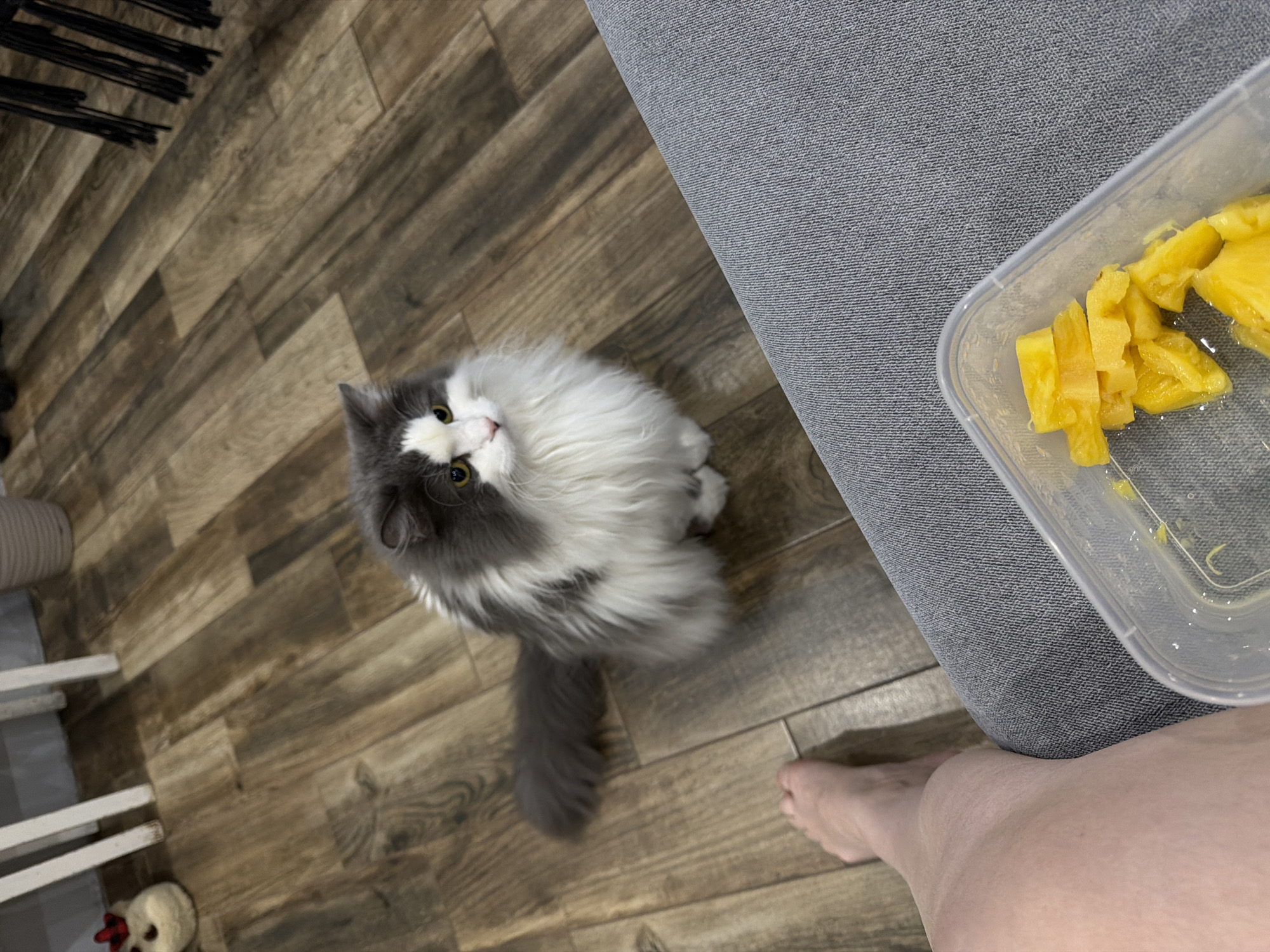 A medium-shot, eye-level photograph depicts a domestic scene likely indoors, featuring a grey and white cat sitting on a wooden-patterned floor, looking upwards. A partially visible person is seated on a grey upholstered sofa, with a clear plastic container of chopped pineapple resting on their lap. The floor exhibits wood-grain patterns. To the left are glimpses of a white chair frame and a small, stuffed toy on the floor. Some black brushstrokes in the top left of the picture. The location is presumed to be in a domestic interior, potentially in the city of Chaikovsky, Russia.