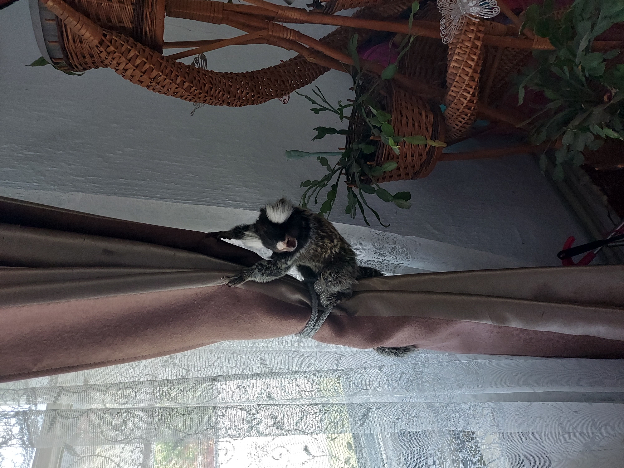 An overhead, angled shot captures a small common marmoset clinging to a curtain in an indoor setting. The marmoset, with its distinctive white ear tufts, dark mottled fur, and long tail, is positioned vertically, holding onto a taupe-colored curtain that is tied back with a braided gray cord. Its mouth is slightly agape, and it appears to be looking towards the left side of the frame.
Behind the taupe curtain, a sheer white curtain with a textured pattern is visible, allowing diffused daylight to filter through, suggesting it is daytime. The bottom portion of the image shows the window area behind the curtains.
Above the marmoset and curtains, several ornate wicker or rattan structures are suspended, possibly serving as decorative baskets or hanging elements. One such wicker piece contains a green plant, which appears to be a type of succulent or cactus with segmented stems. Another wicker element has a silver, butterfly-shaped decoration attached. The upper part of the image shows a white ceiling. The overall scene suggests a domestic environment, possibly a living space, with decorative elements and natural light. No visible text is present in the image.