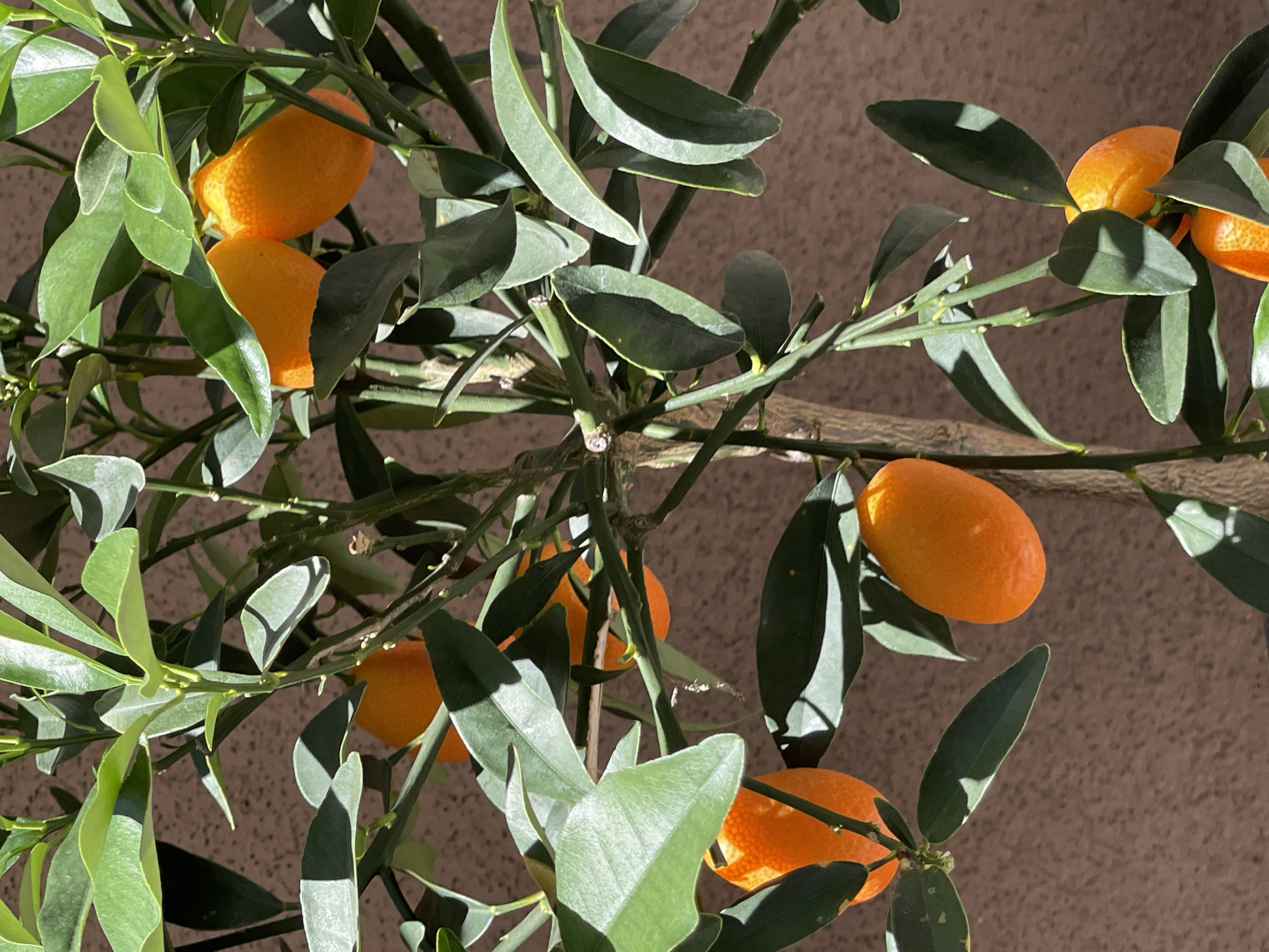A close-up shot of a kumquat tree with several ripe fruits and green leaves against a blurred brown background, possibly a wall. The lighting suggests it is daytime, with strong shadows indicating direct sunlight. The kumquats are small, oval, and bright orange, clustered on branches with a few bare twigs. The leaves are dark green and glossy. The overall impression is a vibrant and natural scene.