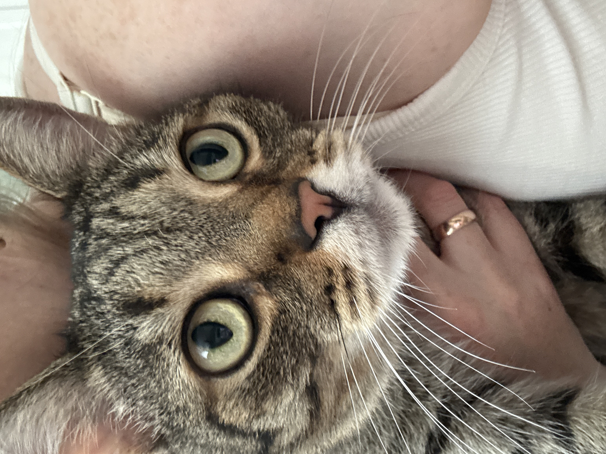 This is a close-up, portrait-style photograph of a tabby cat. The cat is held by a person whose shoulder and chest are visible in the background, wearing a white ribbed tank top. The cat's face is the primary subject, with its large, green eyes looking directly at the camera. Its whiskers are prominent and spread out. A human hand is gently stroking the cat's fur near its ear, and a rose gold ring is visible on one of the person's fingers. The lighting suggests it is daytime, likely indoors. The overall mood is affectionate and intimate, capturing a moment of connection between the person and the cat. No text is visible in the image. The location context is Chaikovsky, Russia.