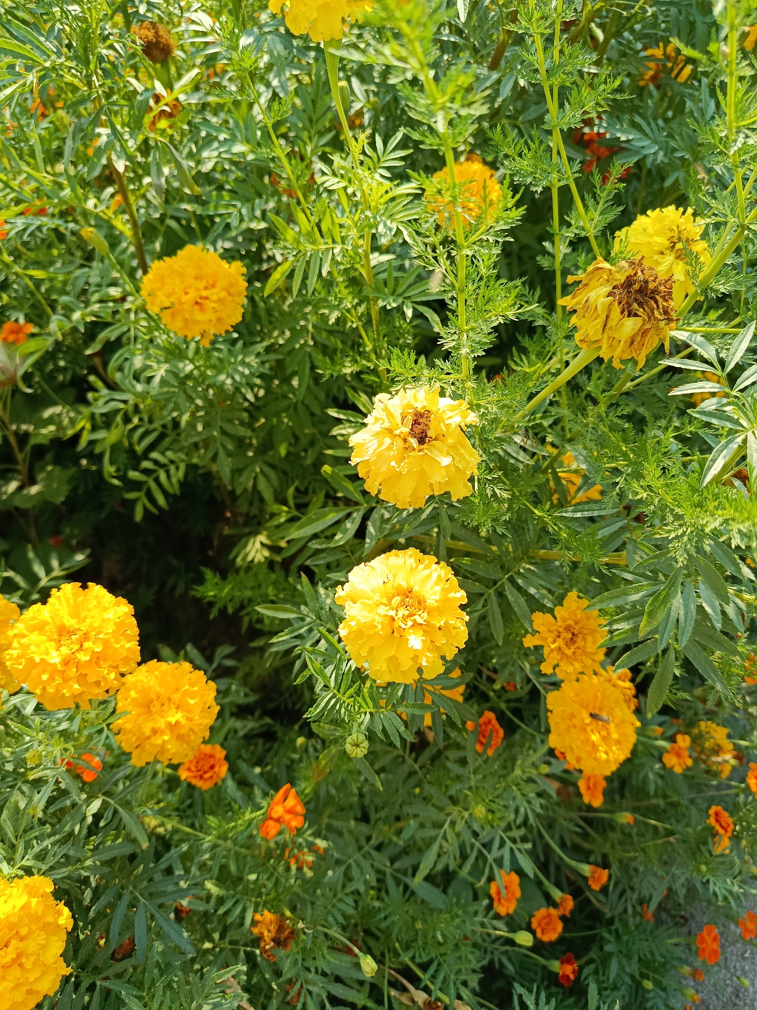 The image shows a close-up view of a densely planted garden bed filled with marigold flowers in various stages of bloom and decay. The dominant colors are bright yellow and orange from the flowers, set against a backdrop of lush green foliage. Several yellow marigold blossoms, some full and vibrant, others wilted and browning, are prominently featured. Small, bright orange marigolds are also scattered throughout the greenery. The plants are characterized by feathery, fern-like leaves. The lighting suggests it is daytime, with sunlight illuminating the scene, creating some dappled shadows. The scene is devoid of any human presence or urban elements, indicating a naturalistic outdoor setting. It is not possible to determine the specific location within the city of Қарасу, Kazakhstan, from the provided image.