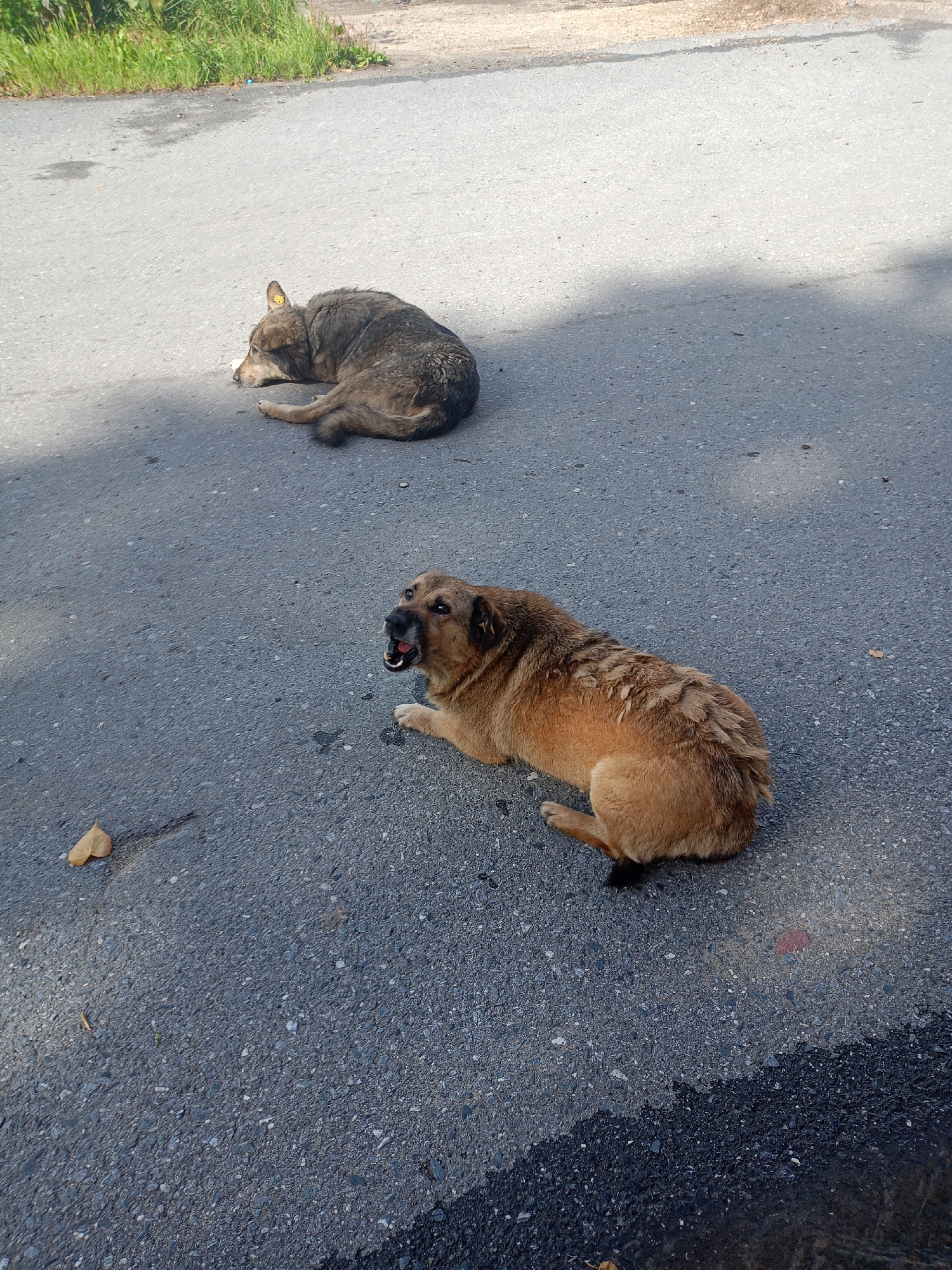 Two stray dogs are resting on an asphalt road in Zlatoust, Russia. The dog in the foreground is light brown with patches of lighter fur and is lying down with its mouth open, panting or possibly barking. The dog in the background is darker brown and gray, curled up with its head resting on the ground. It has a yellow tag on its ear, suggesting it may have been vaccinated or otherwise marked by animal control. The road appears to be a city street, with some dry grass and weeds visible on the side of the road in the upper left corner. There is a shadow cast across the road, indicating it is daytime.
