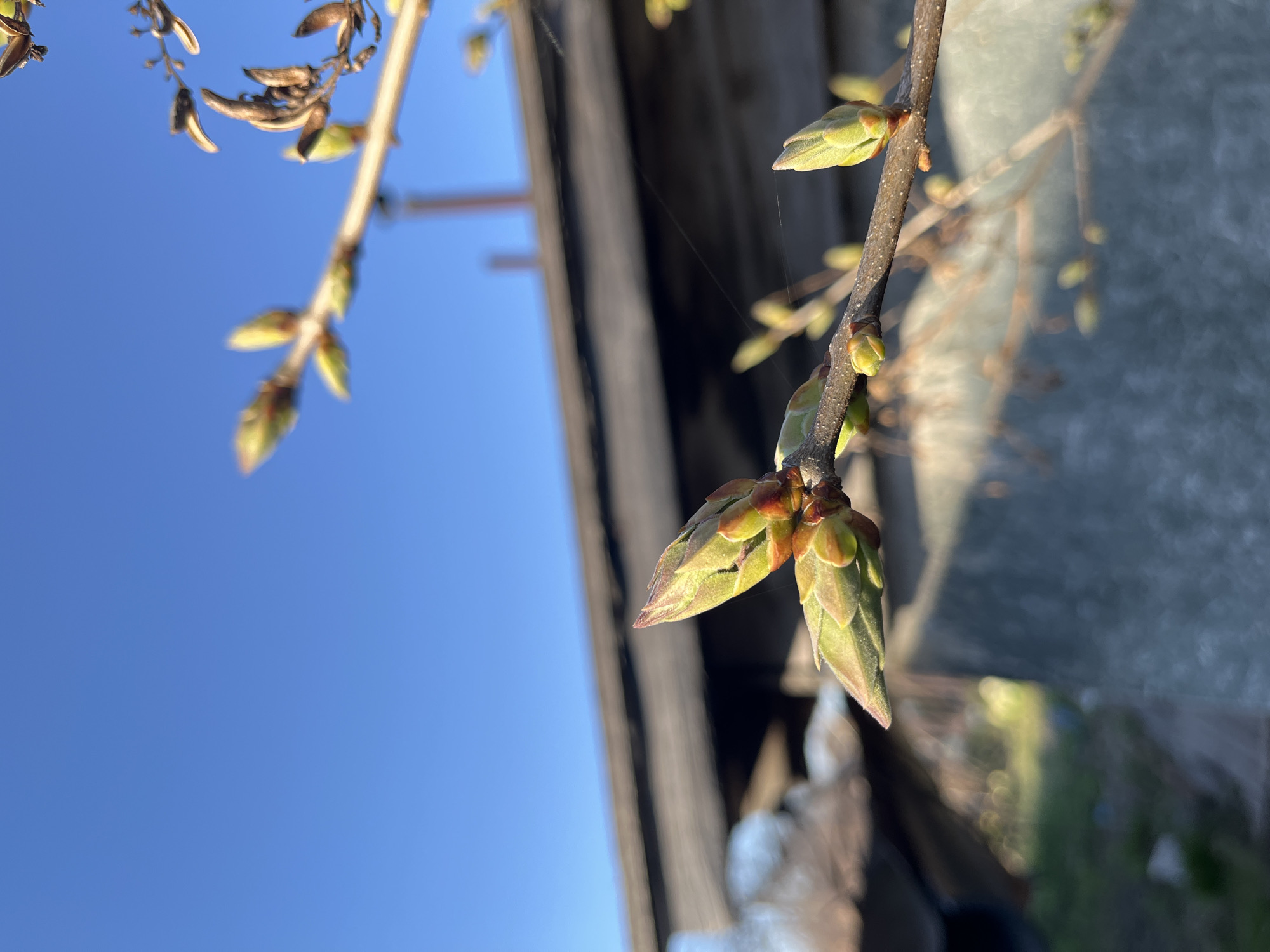 The image depicts a branch with green buds against a blue sky. Behind the branch is a weathered wooden structure. The location is Chaikovsky, Russia.