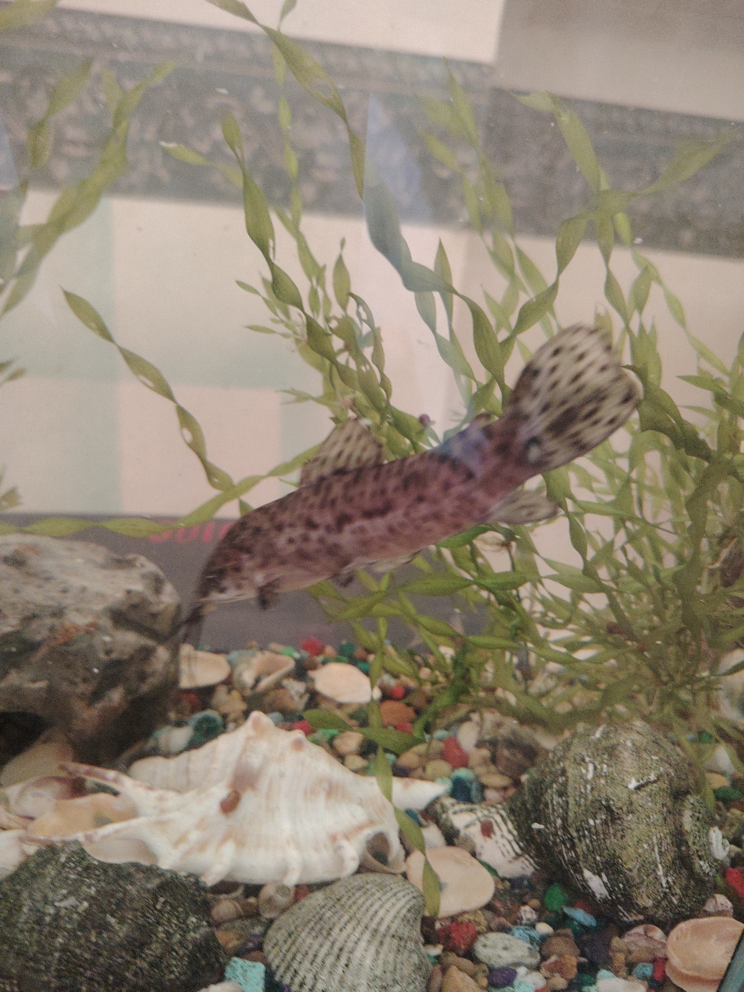 An underwater scene inside a fish tank or aquarium is captured in the image. The primary subject is a medium-sized fish, seen swimming horizontally with its head pointing towards the left. Its body features a mottled pattern of dark spots on a lighter, possibly purplish or reddish-brown base. The caudal (tail) fin is notably spotted with numerous dark markings on a pale background.
The tank contains several tall, green, leafy aquatic plants, which appear to be artificial, concentrated in the upper and right portions of the frame. The bottom of the tank is decorated with a variety of elements, including several grey and green rocks of different sizes and textures. Scattered amongst these rocks and on the substrate are multiple seashells, predominantly light-colored and spiral-shaped, with one large, conch-like shell prominently placed in the lower-middle foreground. The tank floor is covered with colorful gravel, comprising small pebbles in shades of red, blue, green, yellow, and white.
The water in the tank appears somewhat hazy, and small white specks, possibly air bubbles or debris, are visible on the tank glass, particularly in the upper sections. The setting is clearly an indoor environment. No specific time of day or weather conditions can be determined from the image. There is no visible text. While the location context of Sarapul, Russia, is provided, there are no visual cues within the image to confirm this detail.