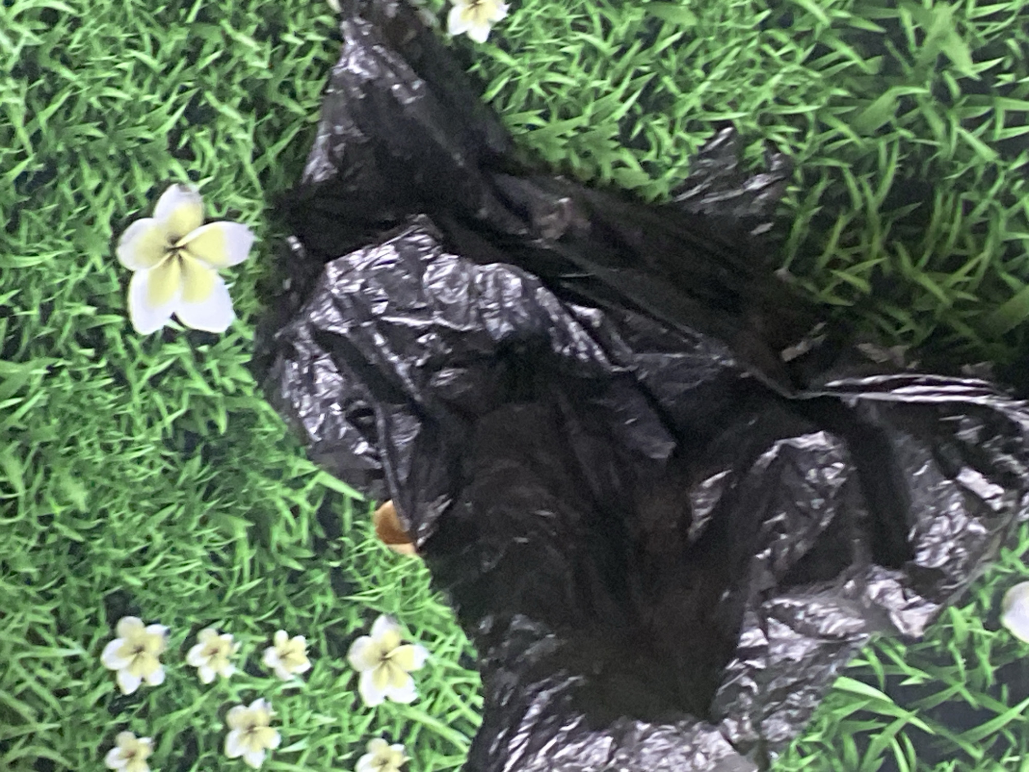 A black plastic bag lies crumpled on a green grassy surface, possibly artificial turf, adorned with several white and yellow flowers. The bag appears to be the primary subject, with the flowers and grass serving as the background. There is no indication of any human presence or activity within the frame. The scene is static and presents no discernible narrative or context. The location is not specified within the image itself.