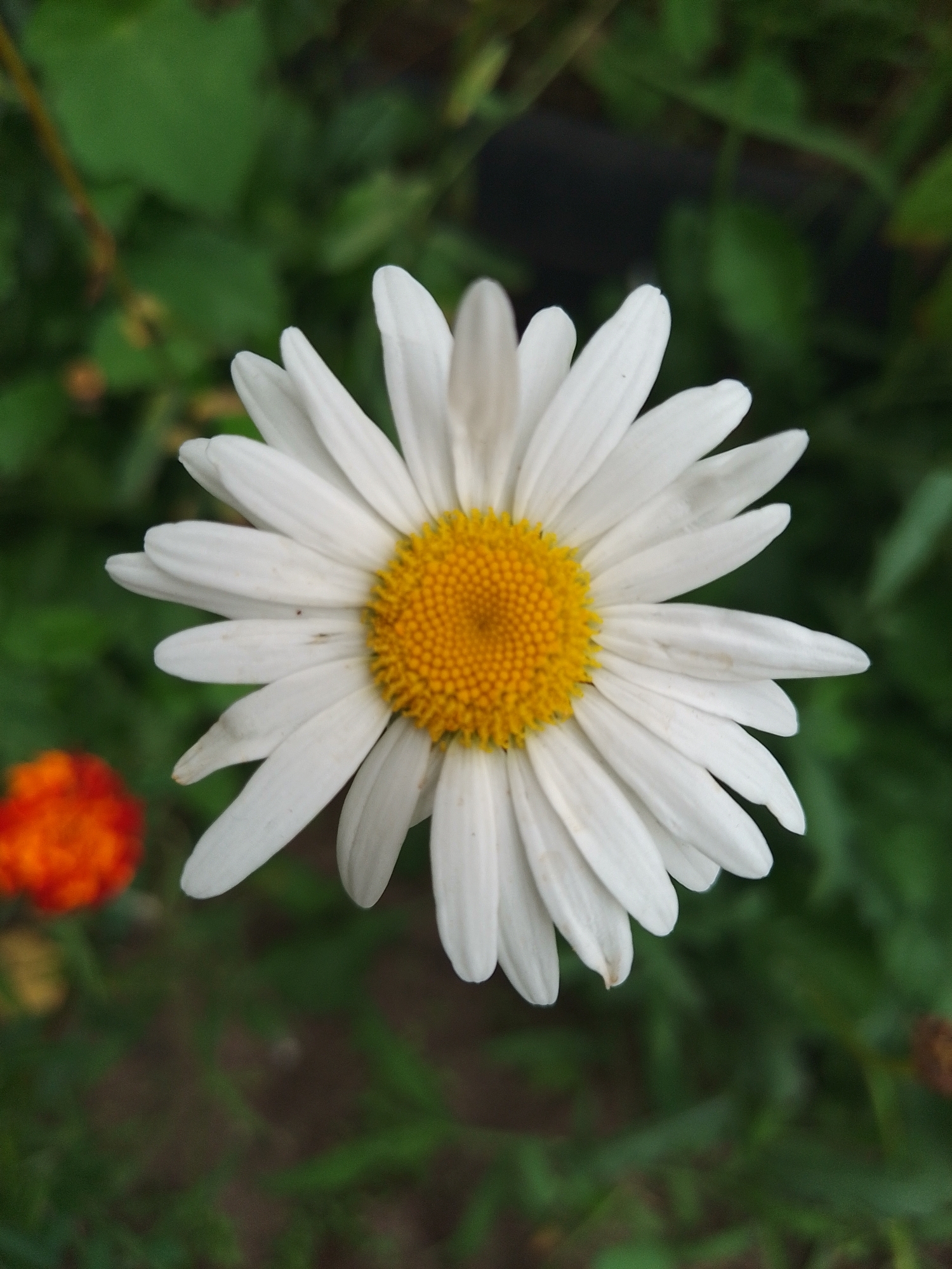 A close-up shot captures a white daisy with a vibrant yellow center, its petals unfurling outwards. The flower is positioned centrally, dominating the frame. In the background, out of focus, are lush green foliage and a blurred orange flower on the left side. The setting appears to be an outdoor garden, possibly in Solonytsivka, Ukraine, given the natural elements and the commonality of such flora in the region. There are no people or animals visible.
