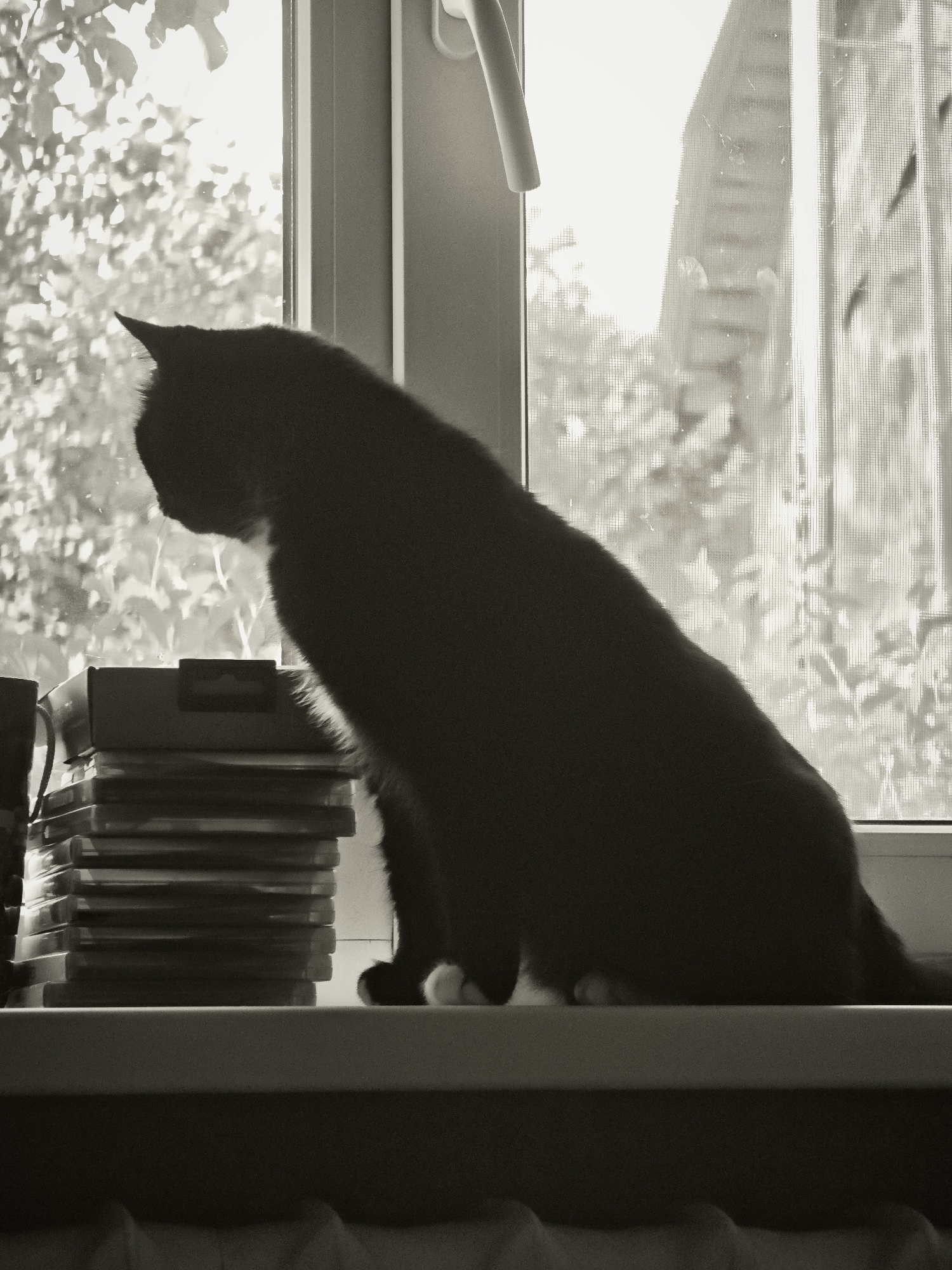 A black cat with white paws sits silhouetted on a windowsill, facing towards the left of the frame. The cat is positioned in front of a window that looks out onto greenery and possibly a building. To the left of the cat is a stack of what appear to be CD or DVD cases. The overall image is monochrome and appears to be taken indoors, possibly in Ковригино, Russia, judging by the context. The lighting suggests it is daytime, with sunlight filtering through the window.