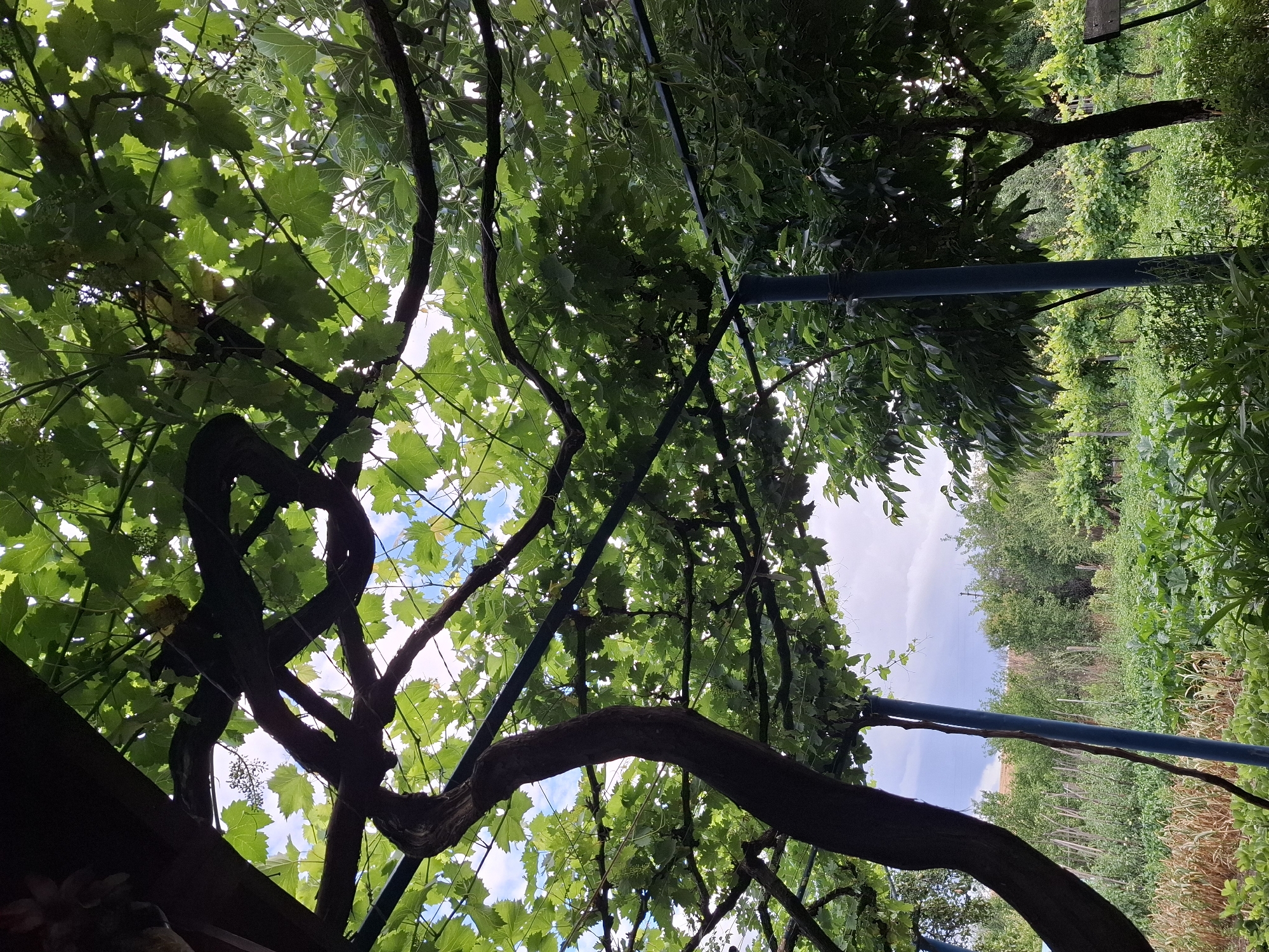 The image depicts a sun-dappled view from under a vine-covered structure, looking out onto a lush garden and surrounding greenery in Malko Asenovo, Bulgaria. The foreground is dominated by the thick, gnarled branches of a grapevine, casting dappled shadows across the scene. The leaves of the vine are a vibrant green, filtering the sunlight and creating a sense of a natural canopy. Beyond the vine, the garden is a riot of green, with rows of various plants, including what appear to be vegetables and smaller trees. In the background, more trees form a dense backdrop against a cloudy sky. The scene conveys a sense of natural abundance and tranquility, characteristic of a rural garden setting.