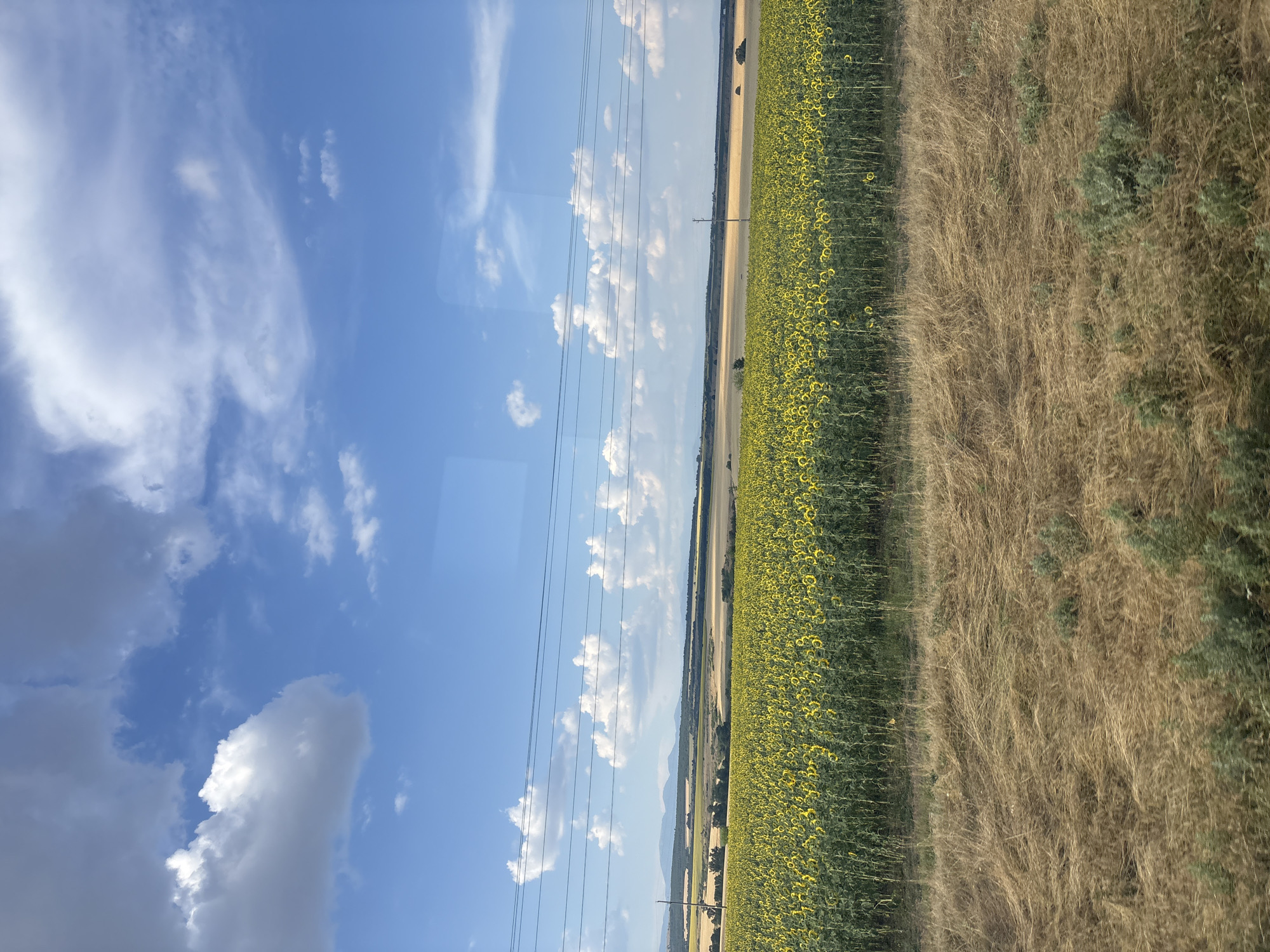 The image shows a rural landscape under a bright blue sky with scattered white clouds. The scene is divided vertically. On the left, a vast expanse of sky dominates, with wispy cirrus clouds and larger cumulus clouds. Power lines stretch horizontally across the sky. Below the sky, a field of sunflowers is visible, their yellow heads facing upwards. To the right of the sunflower field, a dry, brown grassy field stretches to the edge of the frame. In the distance, a hazy horizon suggests a long, flat landscape, possibly with some low hills or mountains. A single utility pole is visible in the distance within the sunflower field. The overall impression is a bright, sunny day in a rural agricultural area. The orientation of the image is rotated 90 degrees counter-clockwise, making the horizon appear vertical. The time of day appears to be daytime, likely late morning or afternoon, given the bright sunlight and clear sky. The location is identified as Ovchepoltsi, Bulgaria.