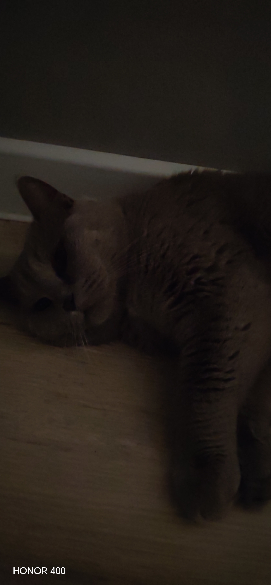 A grey cat is lying on a wooden floor near a white baseboard. The cat is mostly visible, with its head turned to the left and its eyes closed. The background is dark and out of focus. The bottom left corner of the image contains the text "HONOR 400" in white. The image appears to have been taken indoors, possibly in a residential setting. There is no indication of the specific location within Izhevsk, Russia.