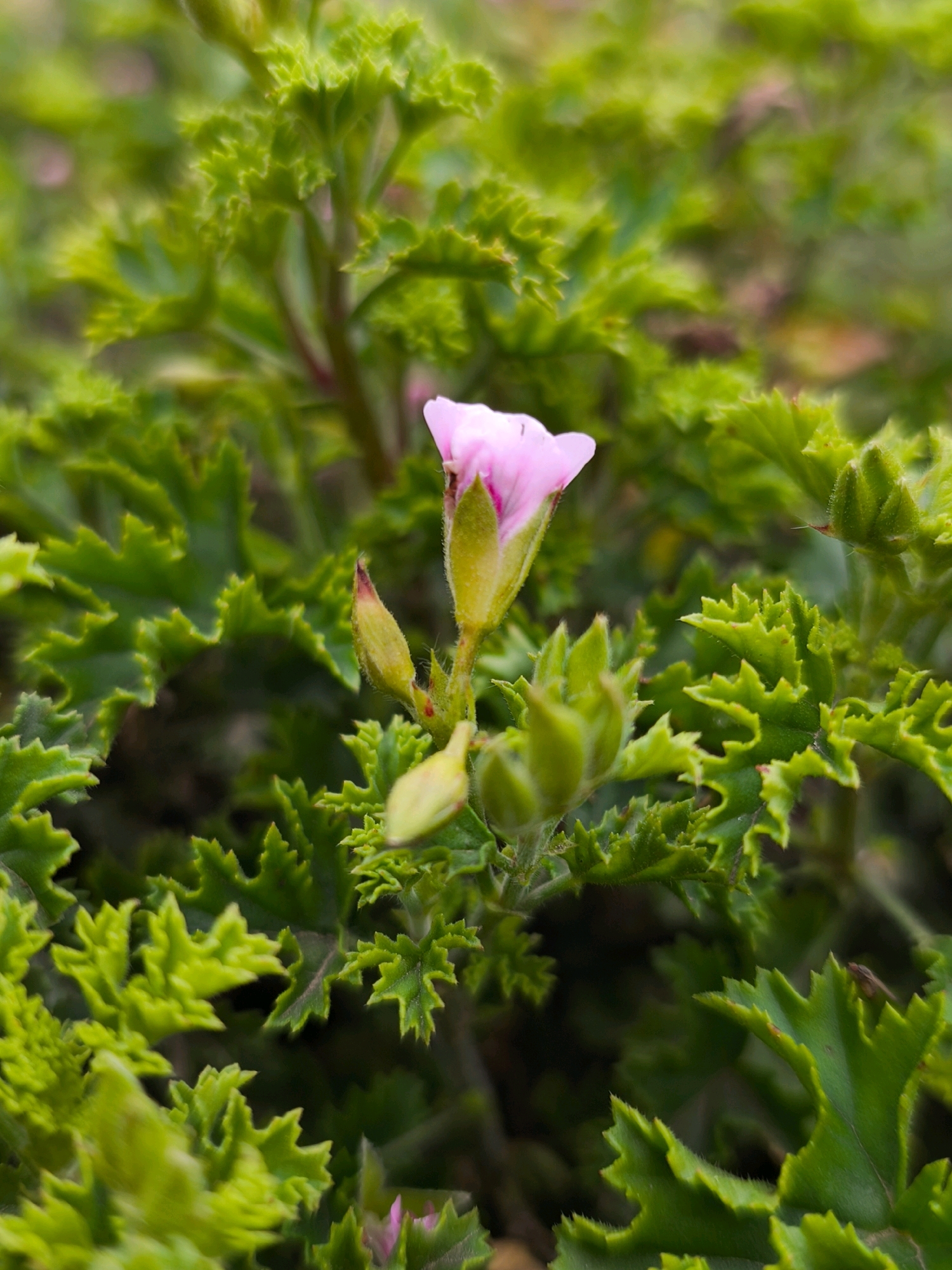 A single, delicate pink flower with yellow accents is centrally located, surrounded by lush green, serrated leaves. Several green buds are also visible, some clustered near the bloom. The background is a blur of green foliage, suggesting a natural outdoor setting. The image appears to be a close-up photograph taken in a garden or natural landscape. There is no discernible information about the location within Mahilyow, Belarus, or any specific human activity.
