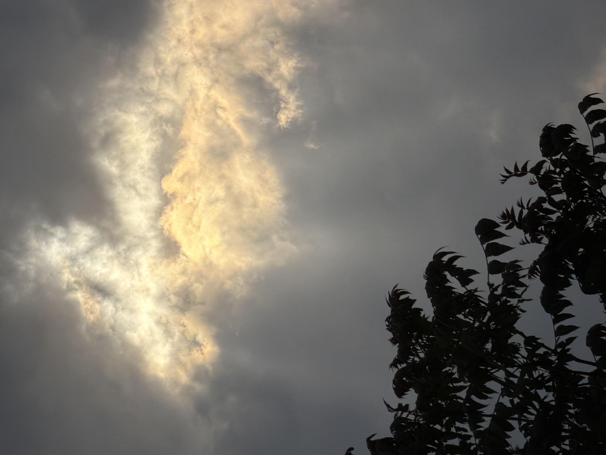 A low-angle shot captures a somber sky, likely taken in Tbilisi, Georgia, judging by the urban foliage. Dense, dark grey clouds dominate the majority of the frame, with a striking patch of lighter, golden-tinged clouds emerging in the upper-left quadrant. The light suggests either the sun breaking through or light pollution reflecting off the cloud cover. Silhouetted against the overcast sky is a tree or large shrub in the lower-right of the frame, its leaves sharply defined and appearing ruffled, which could indicate a breeze. No people or other identifiable objects are visible beyond the sky and foliage.