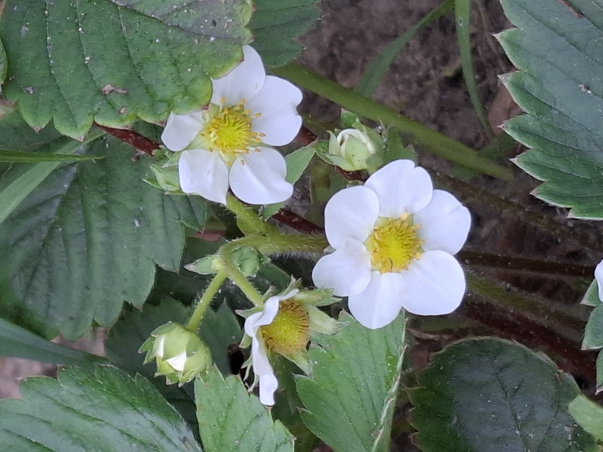 A close-up, slightly elevated shot shows several white strawberry flowers with yellow centers, some in full bloom and others as buds, growing amongst green leaves and stems. The background is out of focus, showing brown soil and some green blades of grass. The scene appears to be outdoors in a natural setting.